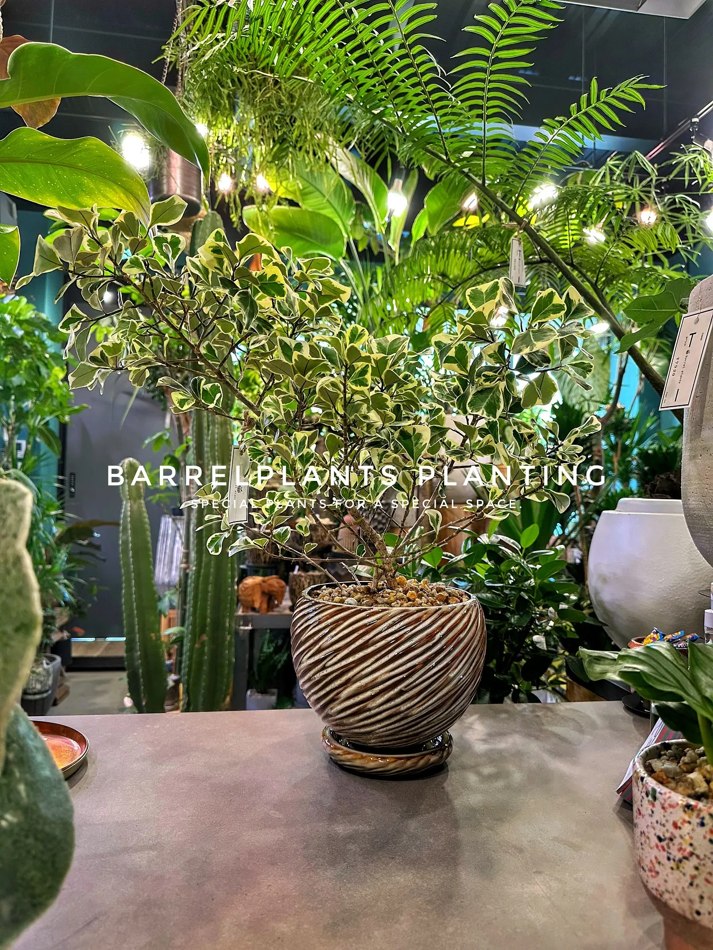 【植え込み完了！たくさんの植物で皆さまのご来店お待ちしており...