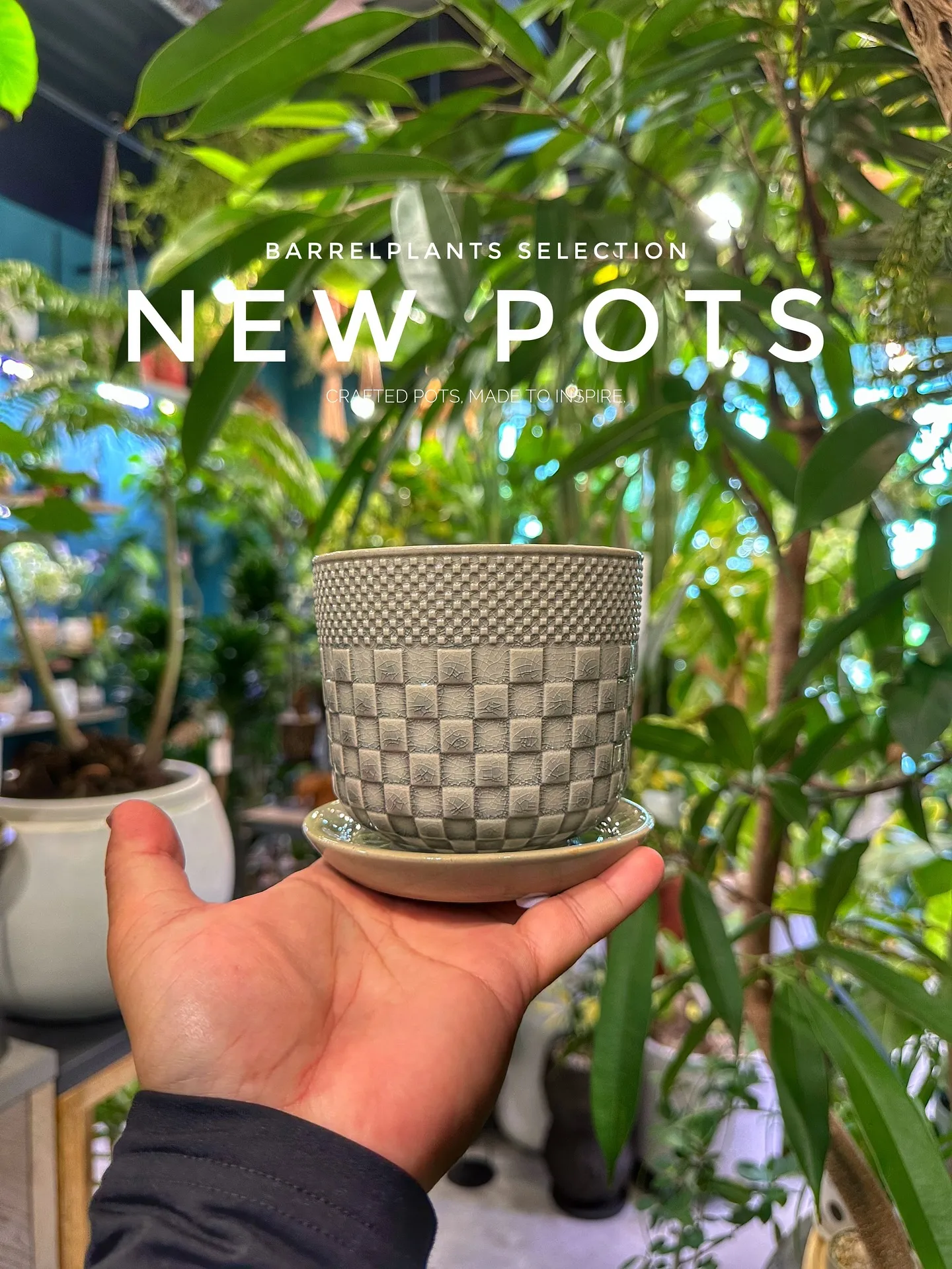 【こだわりの鉢新作！第一弾入荷！植物専門店、barrelpl...