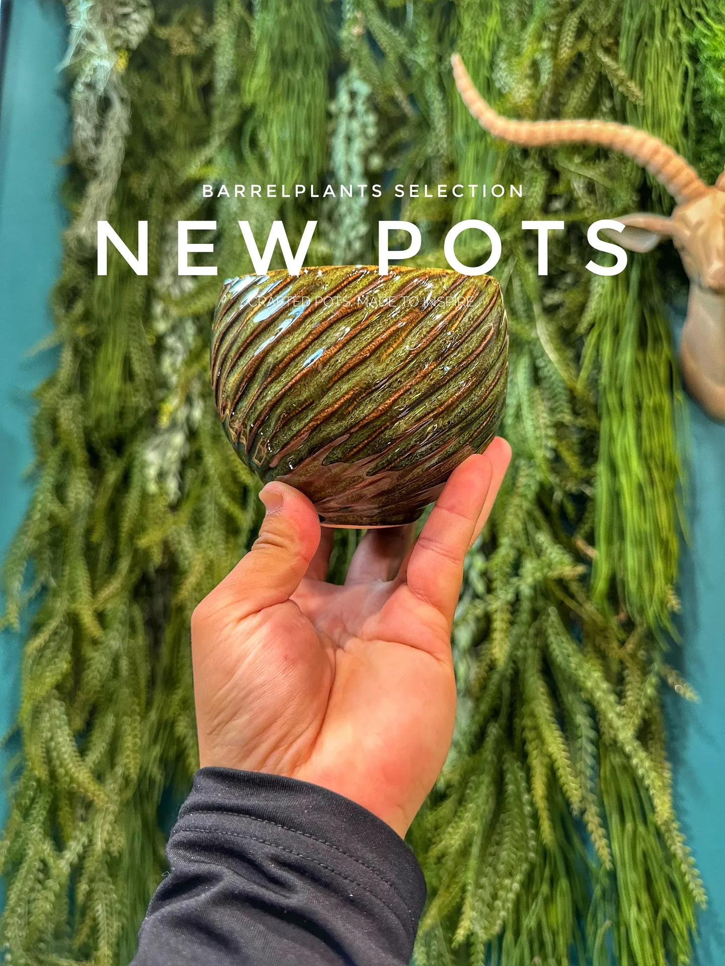 【こだわりの鉢新作！第一弾入荷！植物専門店、barrelpl...