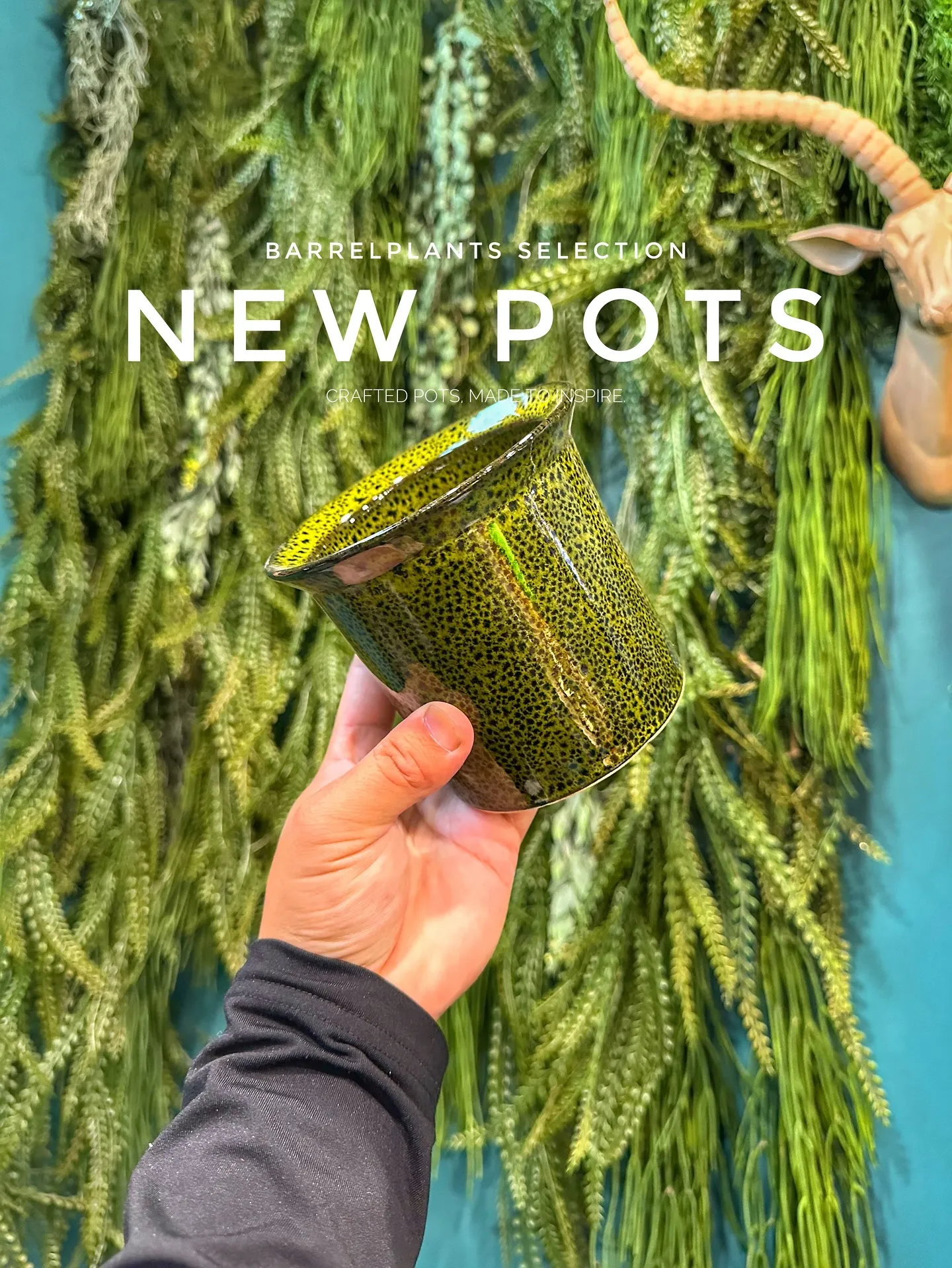【こだわりの鉢新作！第一弾入荷！植物専門店、barrelpl...