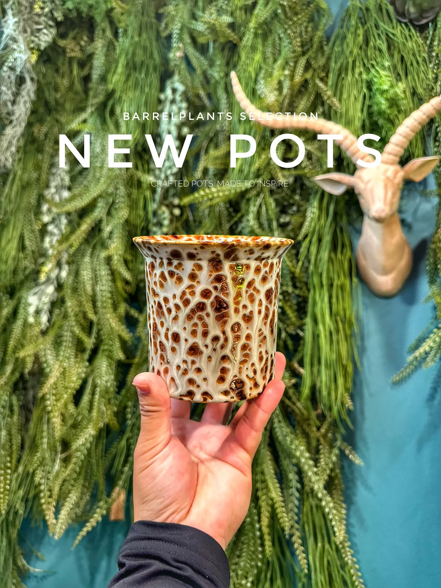 【こだわりの鉢新作！第一弾入荷！植物専門店、barrelpl...