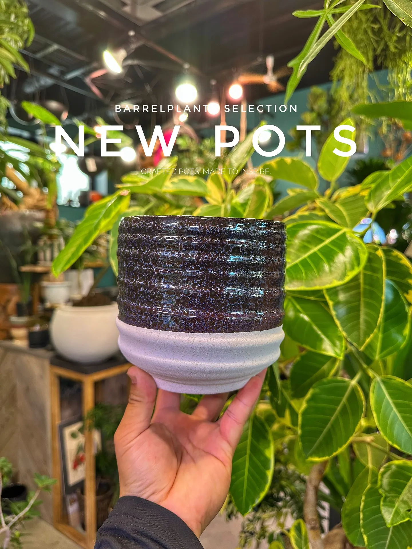 【こだわりの鉢新作！第一弾入荷！植物専門店、barrelpl...