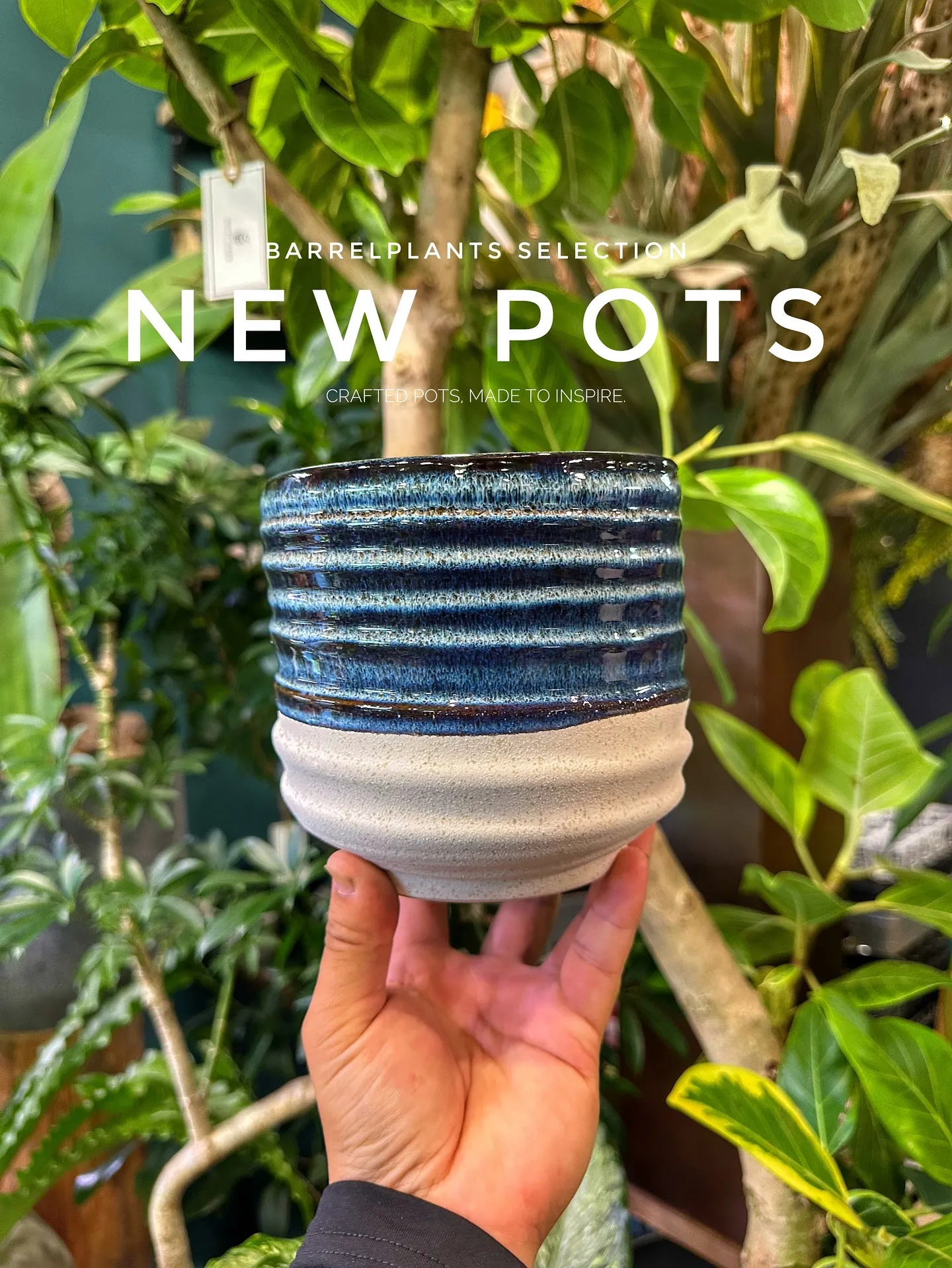 【こだわりの鉢新作！第一弾入荷！植物専門店、barrelpl...