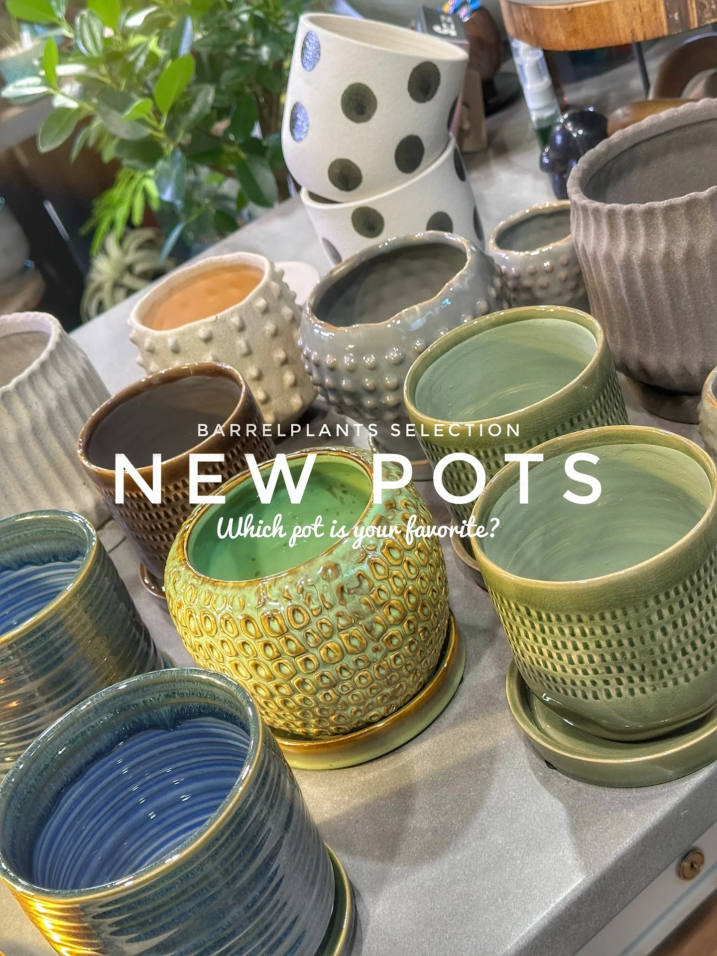 【新作鉢第二弾！本日も入荷！barrelplantsは植物専...