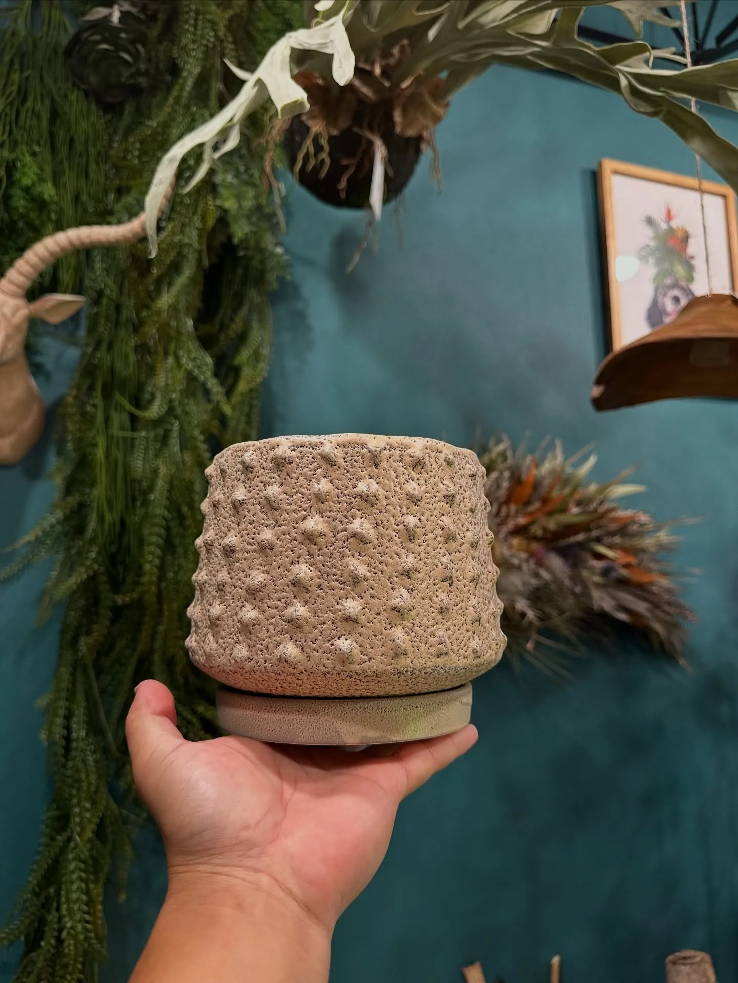 【新作鉢第二弾！本日も入荷！barrelplantsは植物専...