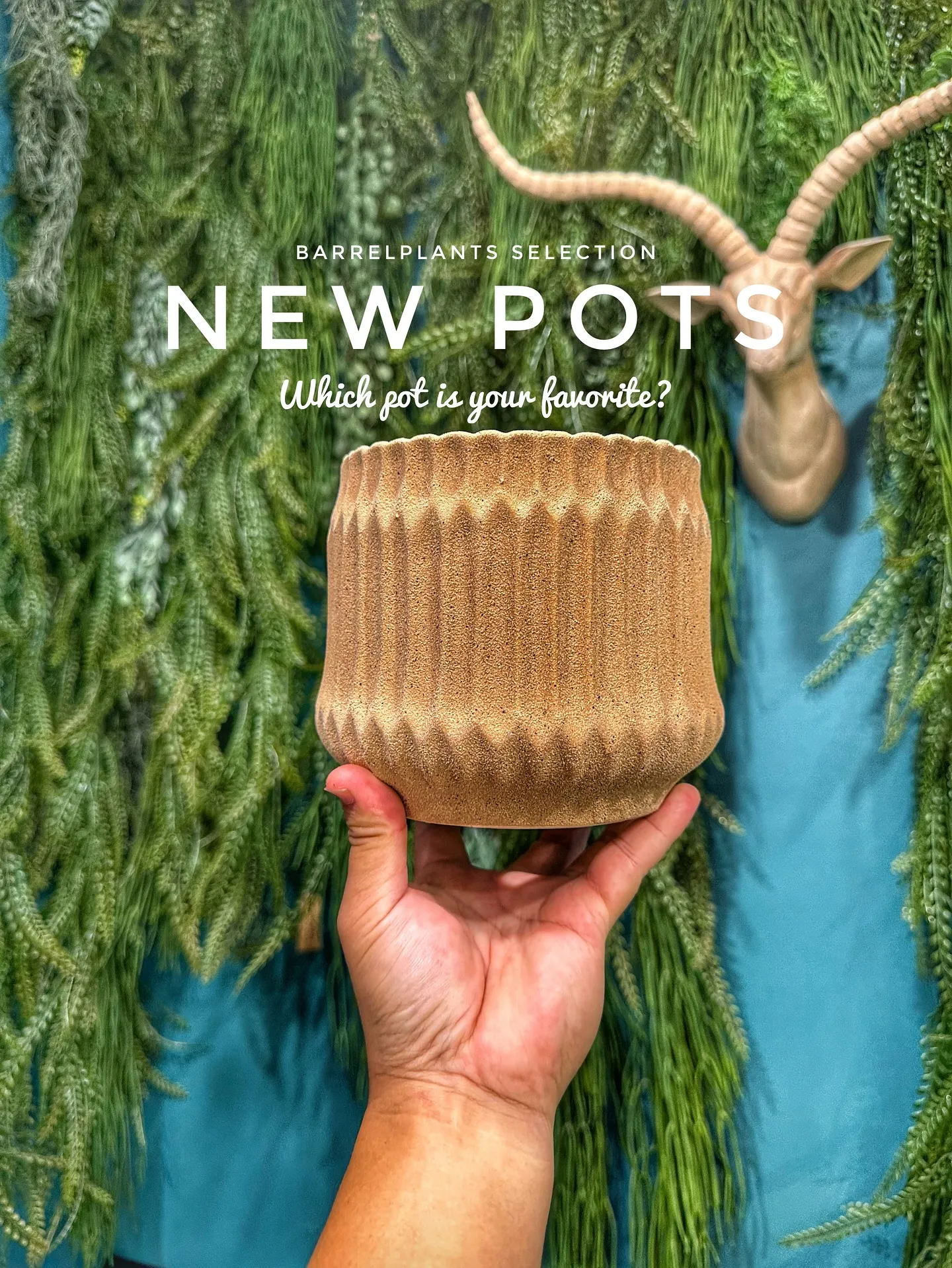【新作鉢第二弾！本日も入荷！barrelplantsは植物専...