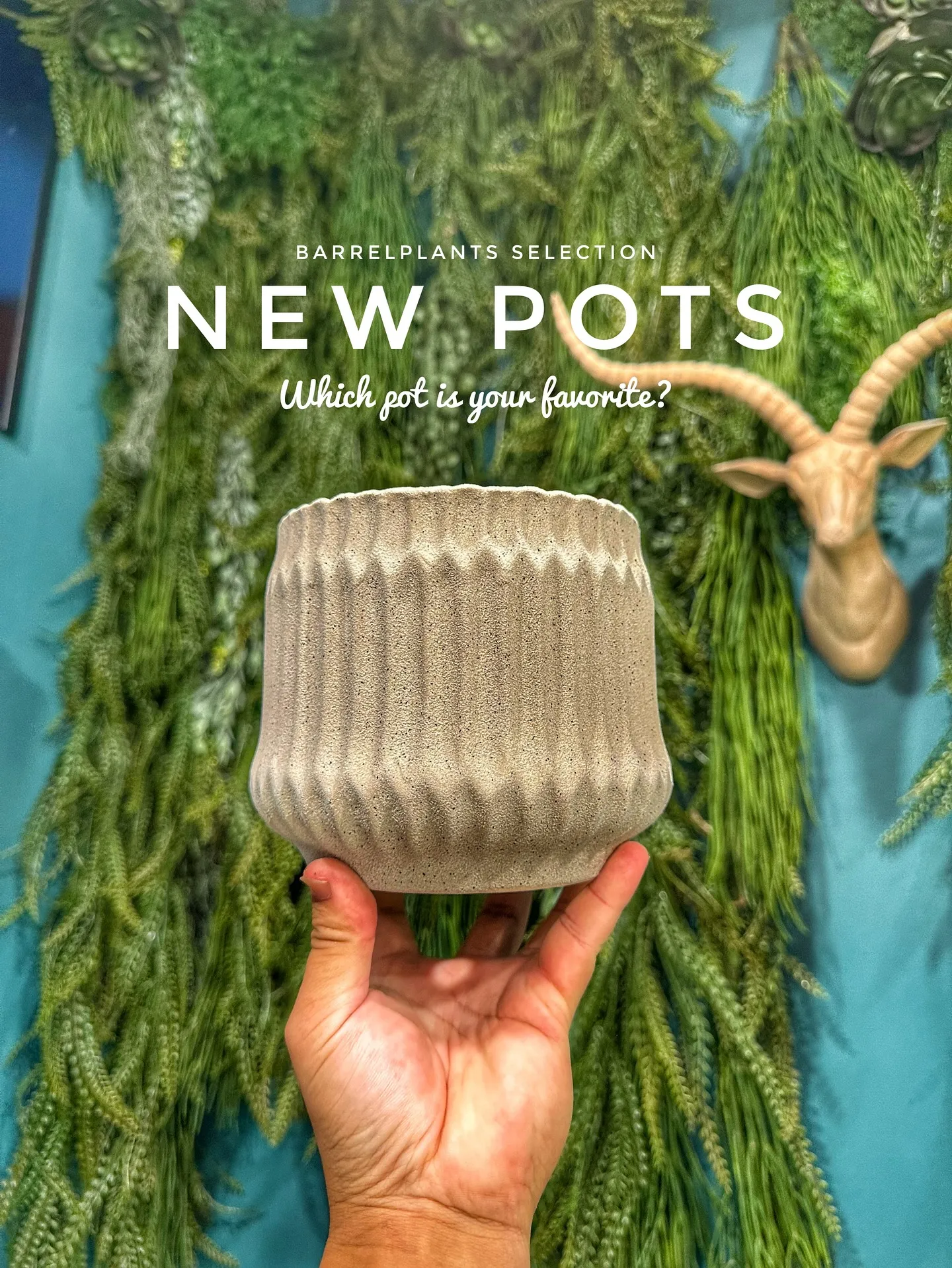 【新作鉢第二弾！本日も入荷！barrelplantsは植物専...