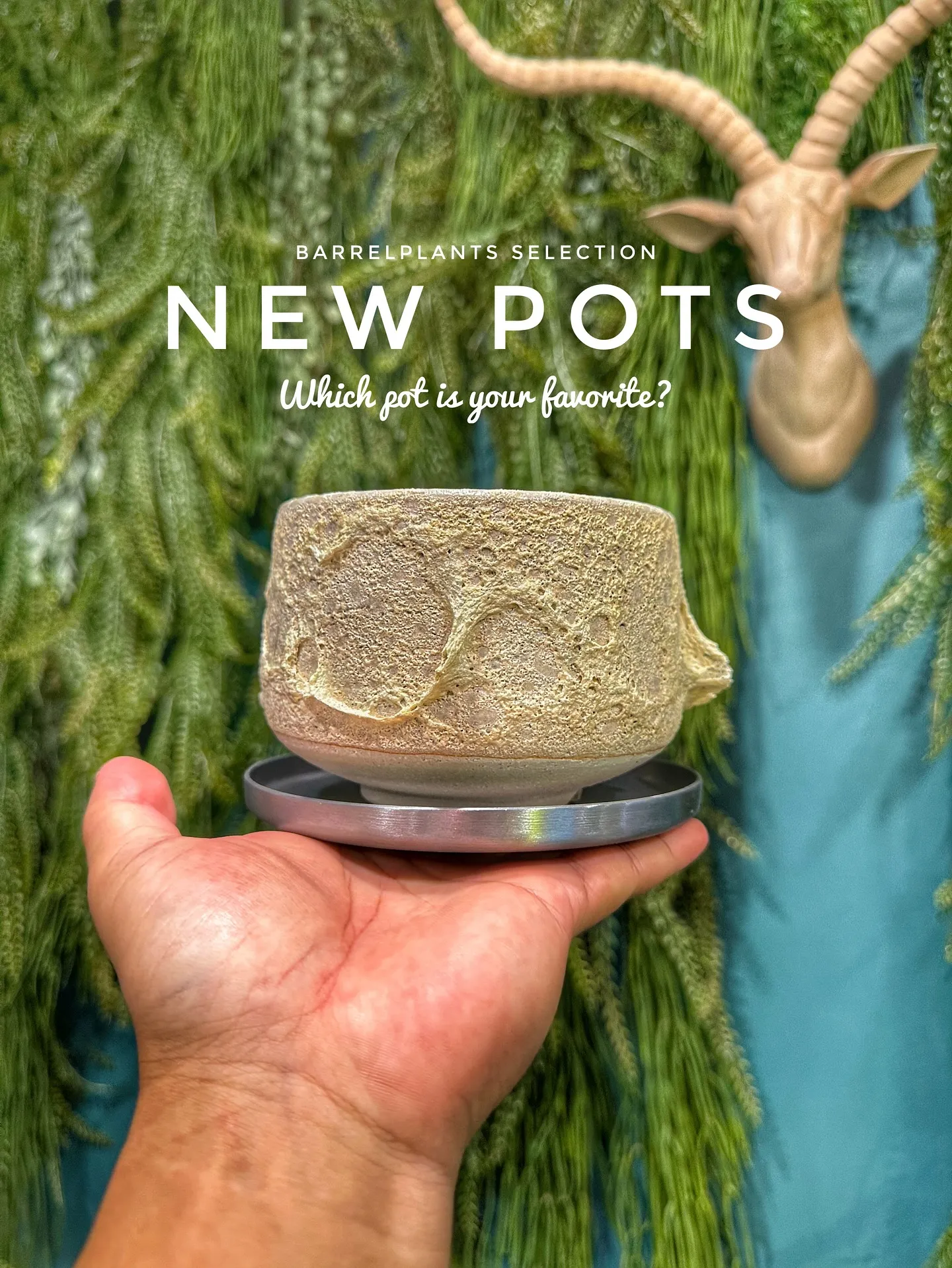 【新作鉢第二弾！本日も入荷！barrelplantsは植物専...