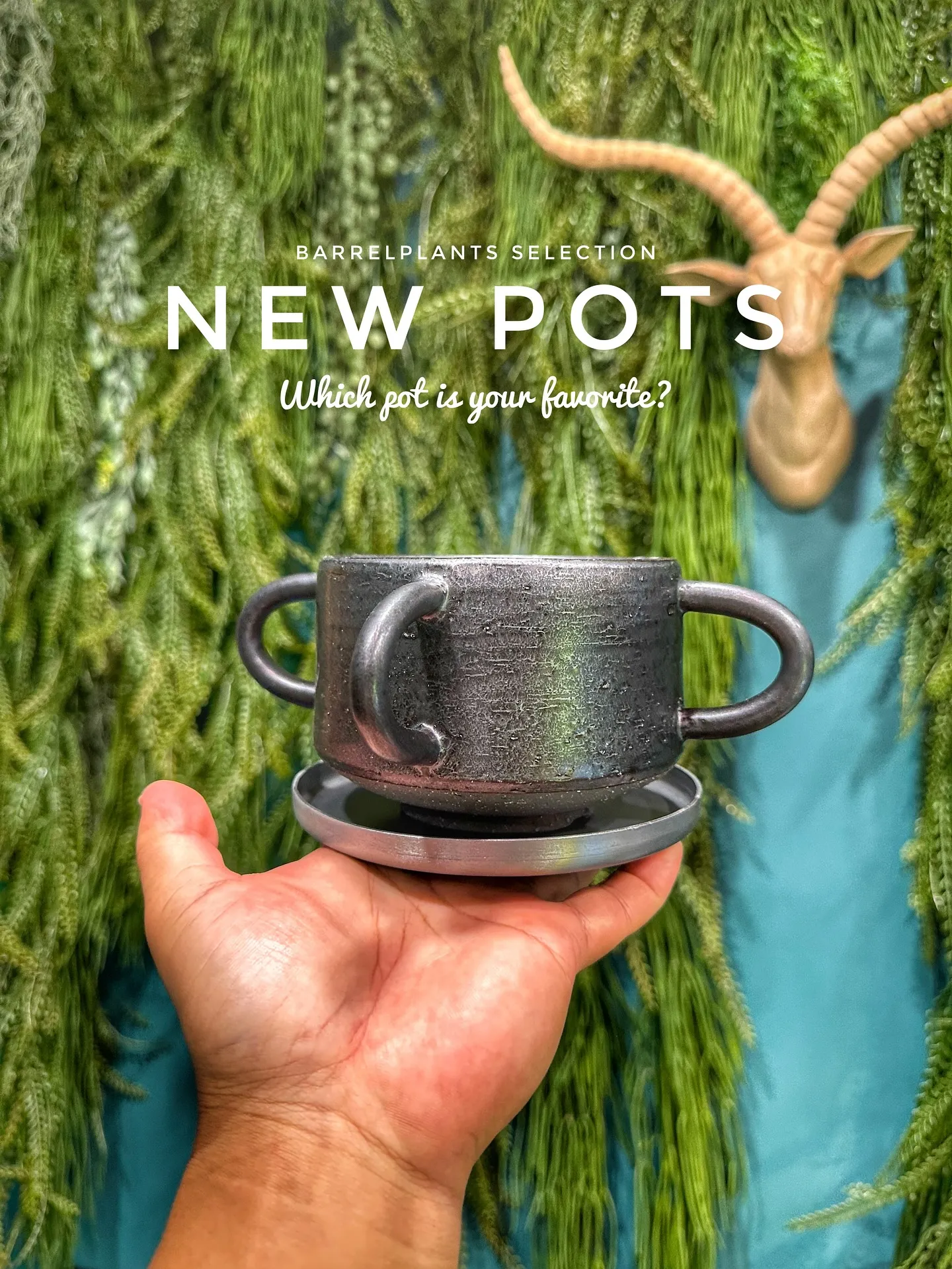【新作鉢第二弾！本日も入荷！barrelplantsは植物専...