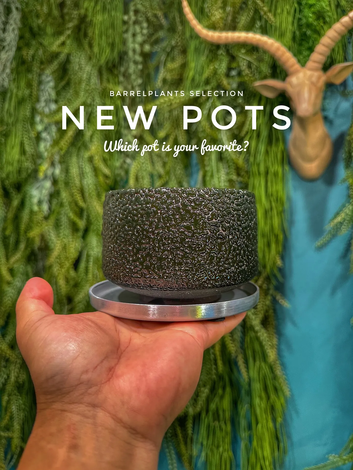 【新作鉢第二弾！本日も入荷！barrelplantsは植物専...