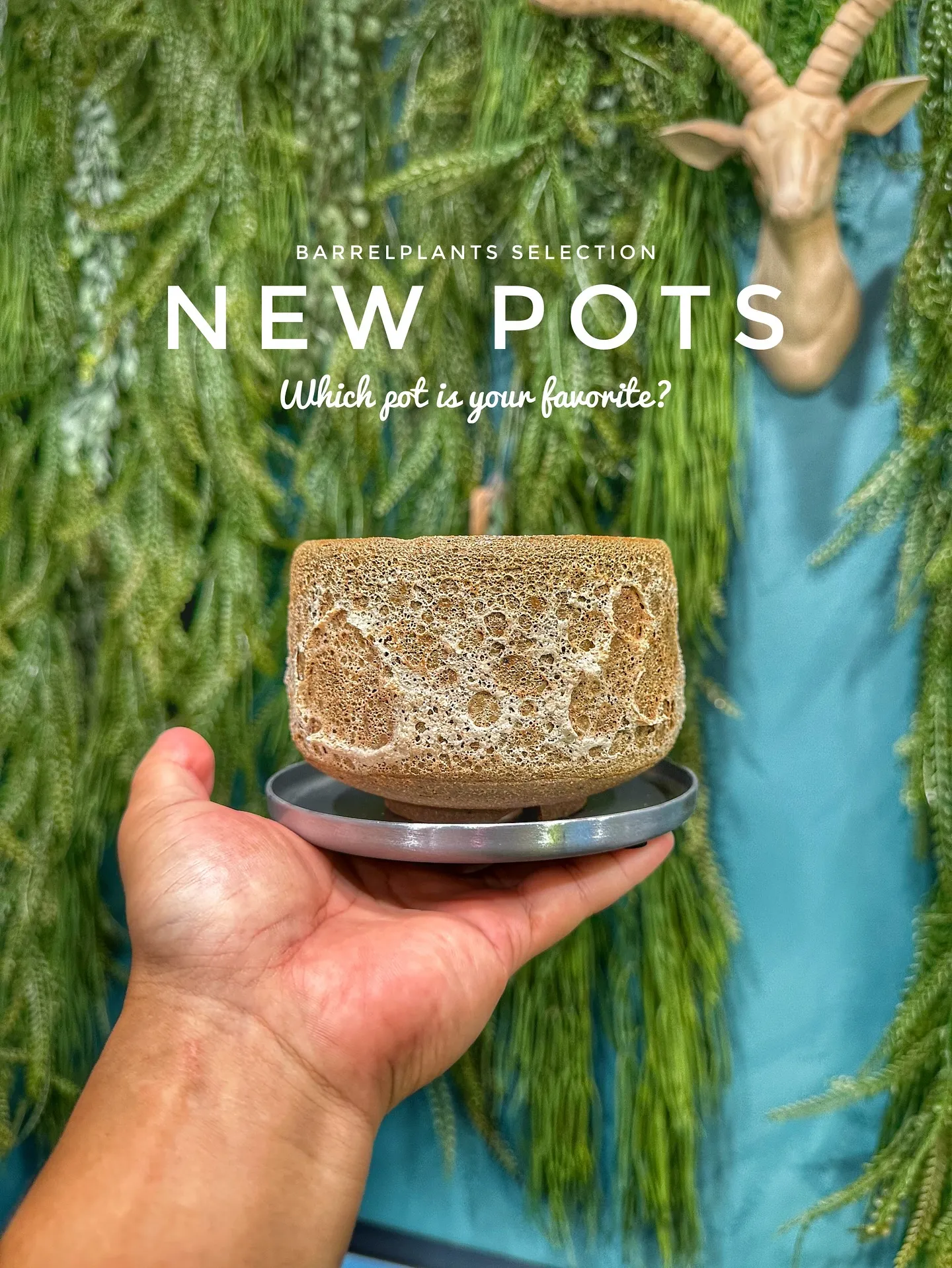 【新作鉢第二弾！本日も入荷！barrelplantsは植物専...