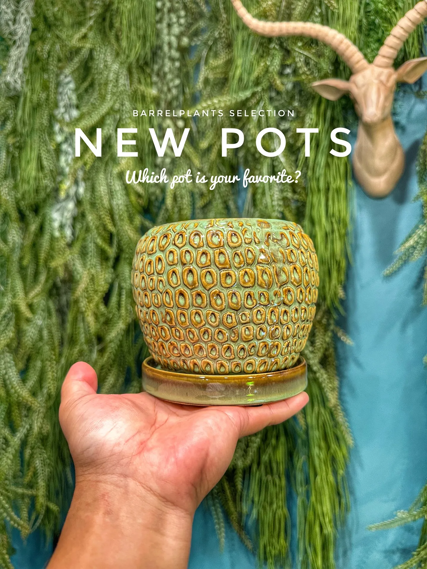【新作鉢第二弾！本日も入荷！barrelplantsは植物専...