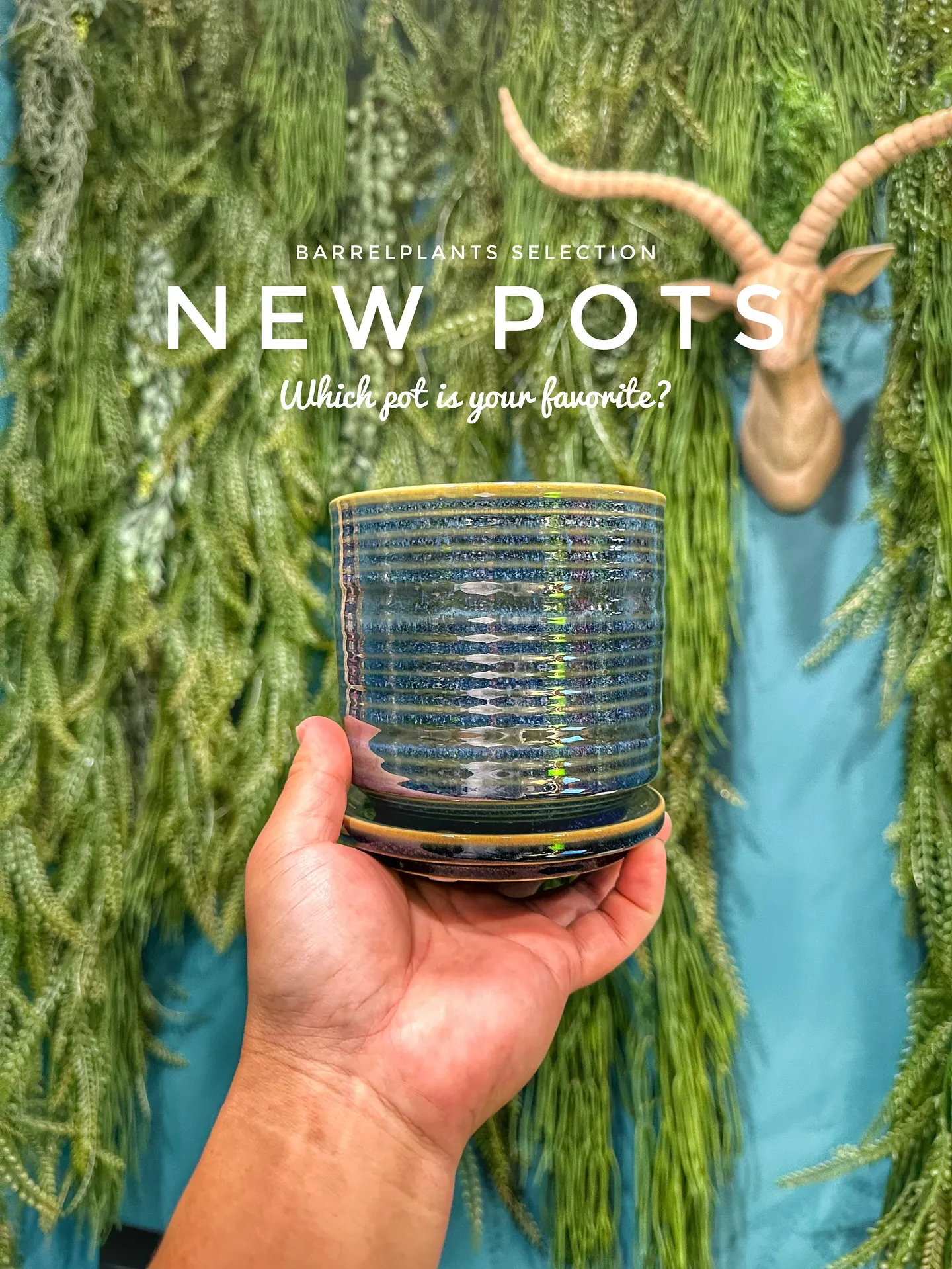 【新作鉢第二弾！本日も入荷！barrelplantsは植物専...