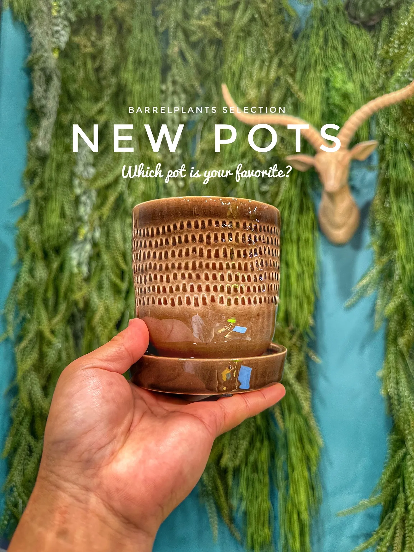 【新作鉢第二弾！本日も入荷！barrelplantsは植物専...