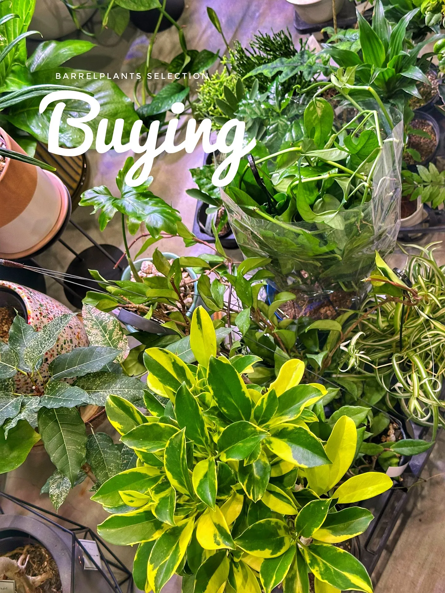 【植物大量入荷のお知らせ！植物専門店barrelplants...