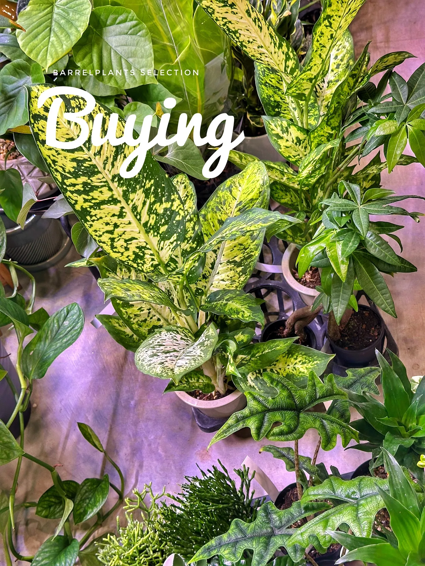 【植物大量入荷のお知らせ！植物専門店barrelplants...