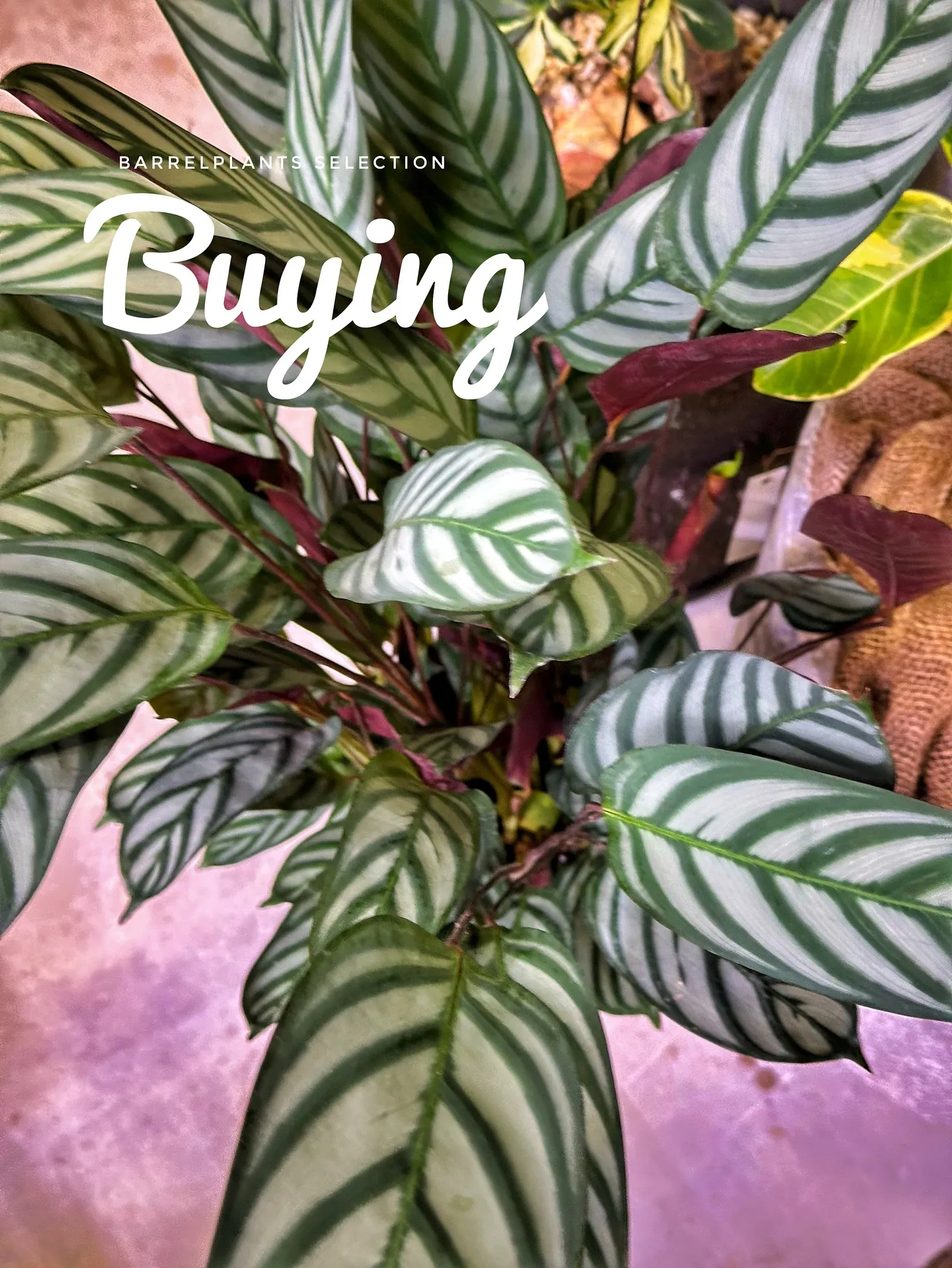 【植物大量入荷のお知らせ！植物専門店barrelplants...