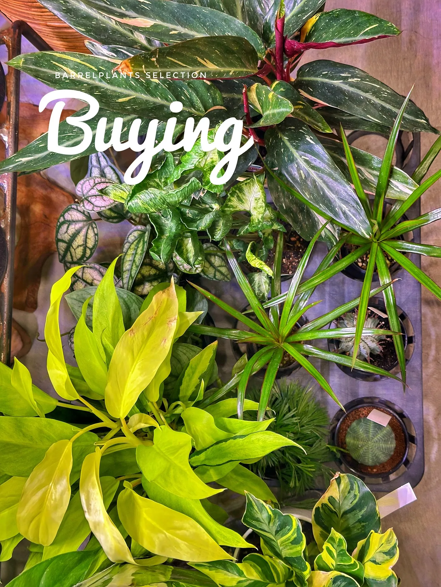 【植物大量入荷のお知らせ！植物専門店barrelplants...