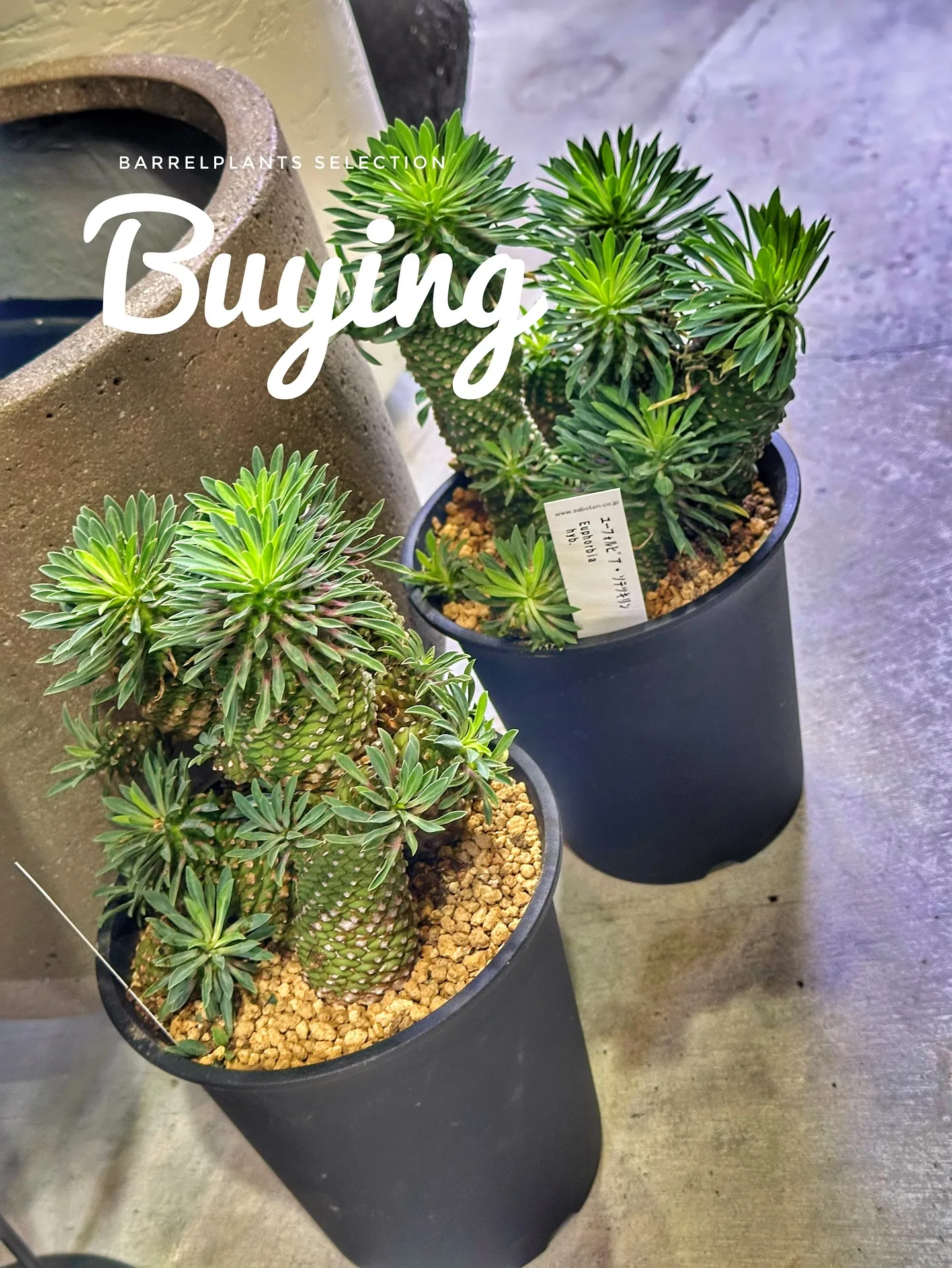 【植物大量入荷のお知らせ！植物専門店barrelplants...