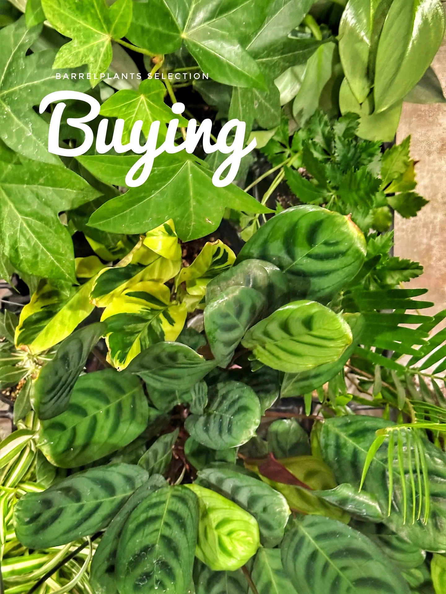 【植物大量入荷のお知らせ！植物専門店barrelplants...