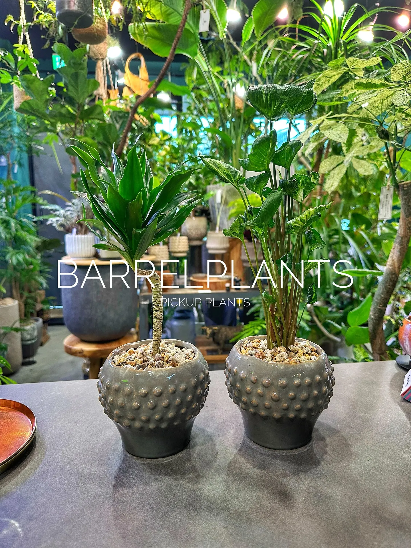 【植え込み完了！barrelplantsオススメの鉢植え達紹...
