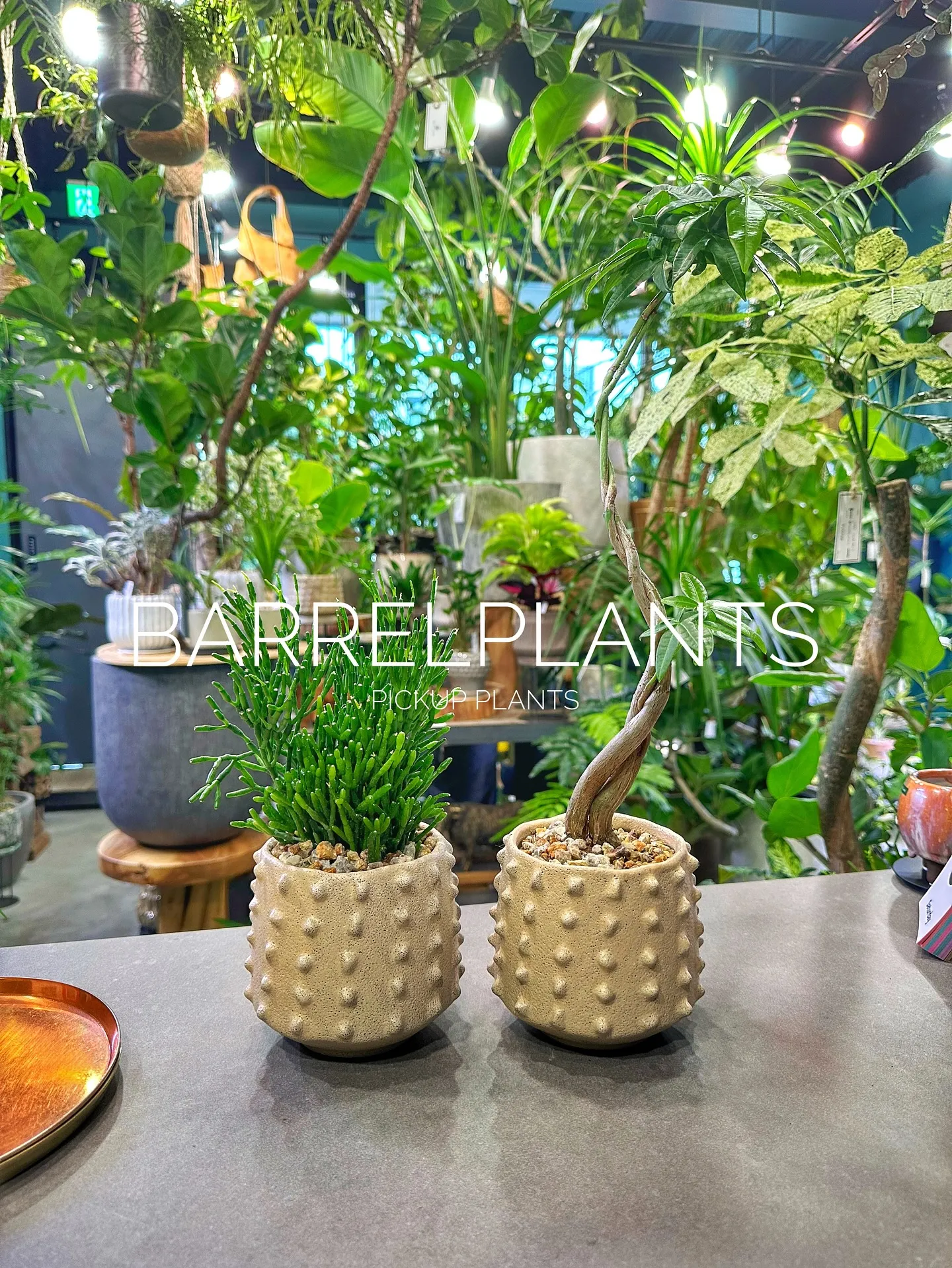【植え込み完了！barrelplantsオススメの鉢植え達紹...