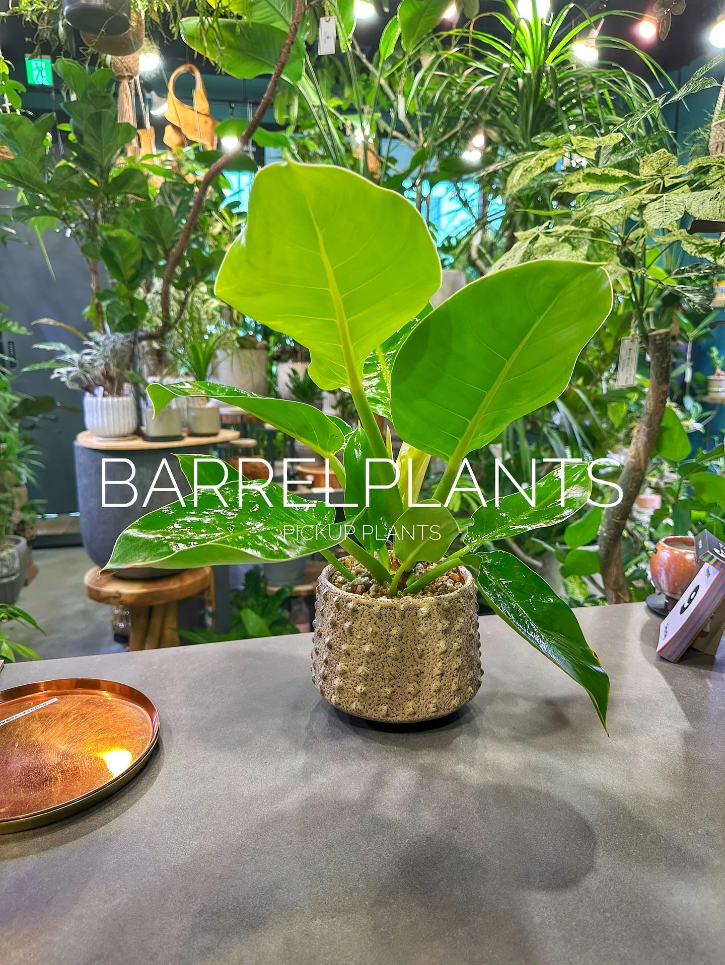 【植え込み完了！barrelplantsオススメの鉢植え達紹...