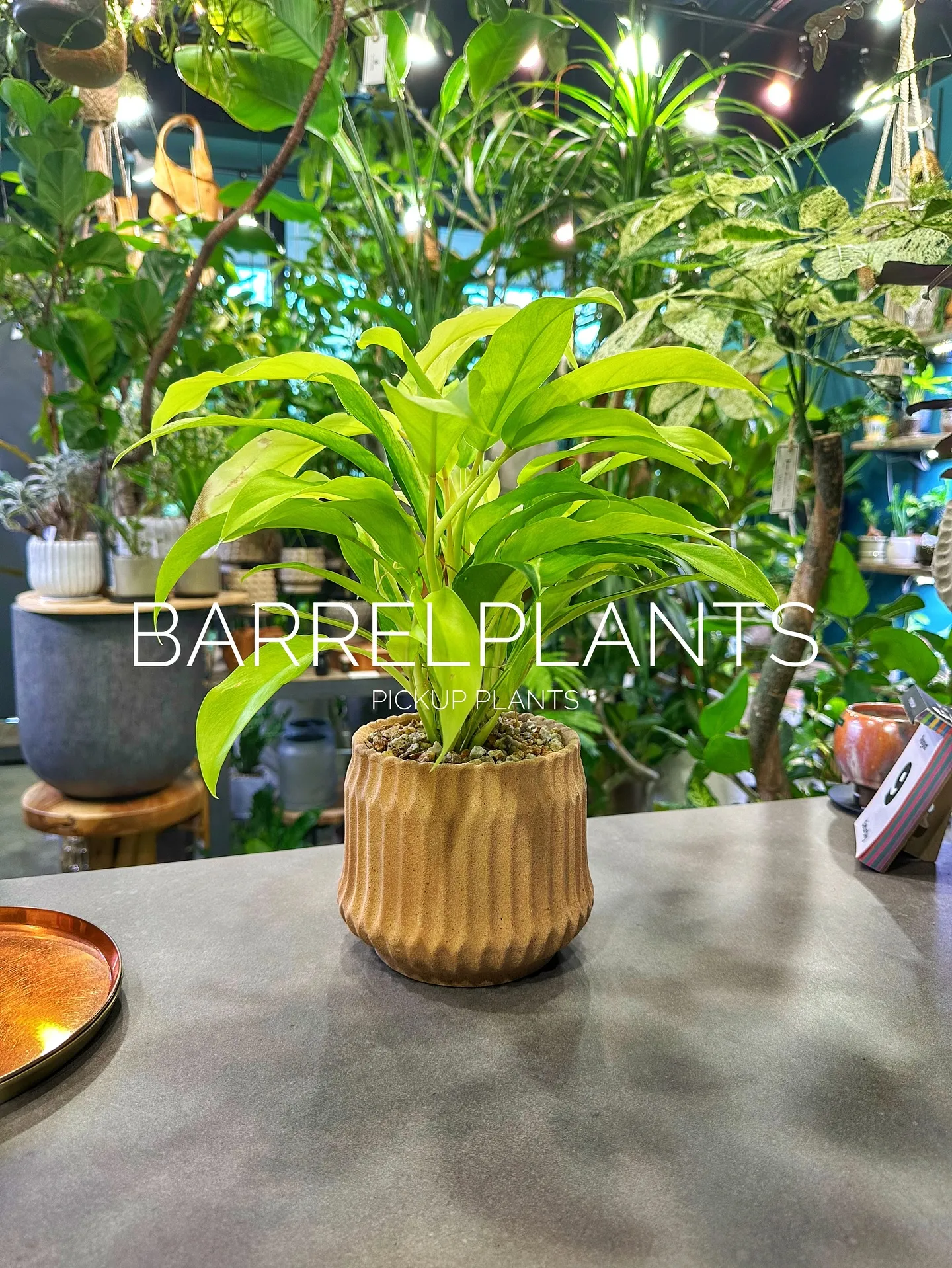 【植え込み完了！barrelplantsオススメの鉢植え達紹...