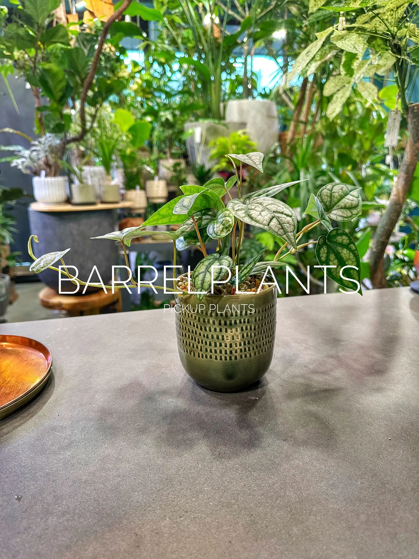 【植え込み完了！barrelplantsオススメの鉢植え達紹...