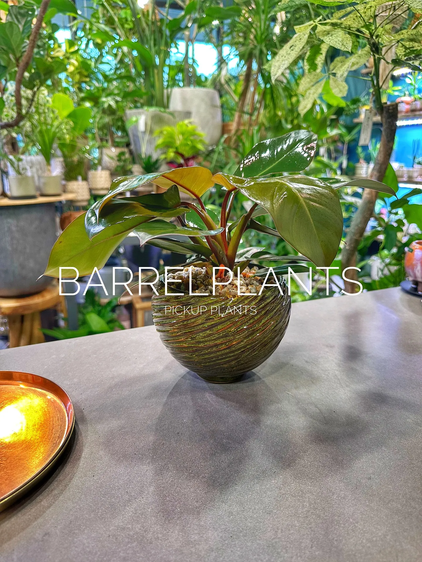 【植え込み完了！barrelplantsオススメの鉢植え達紹...