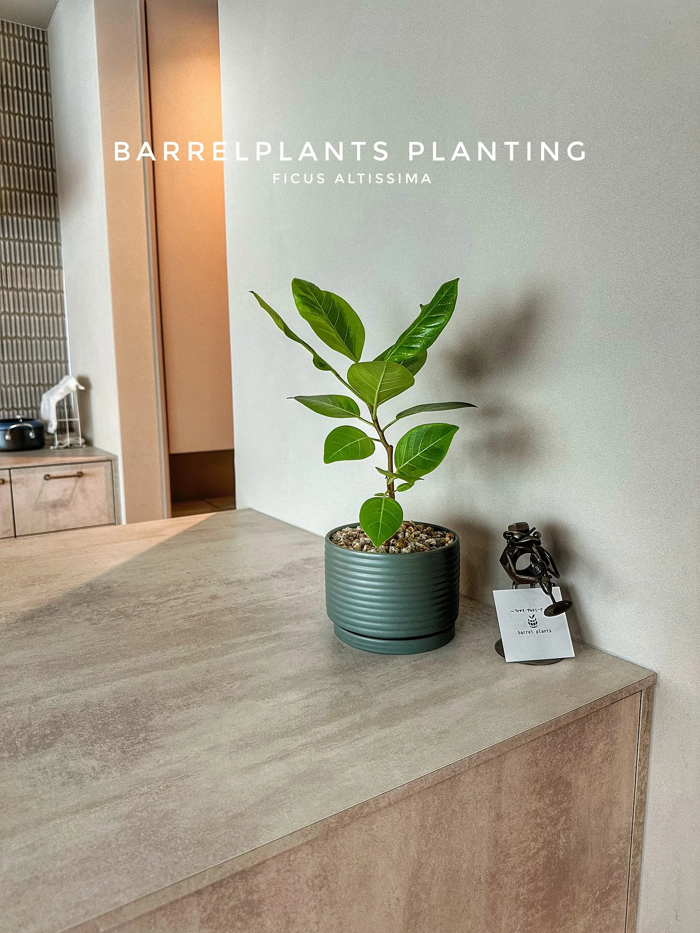 【植え込み完了！barrelplantsオススメの鉢植え達紹...