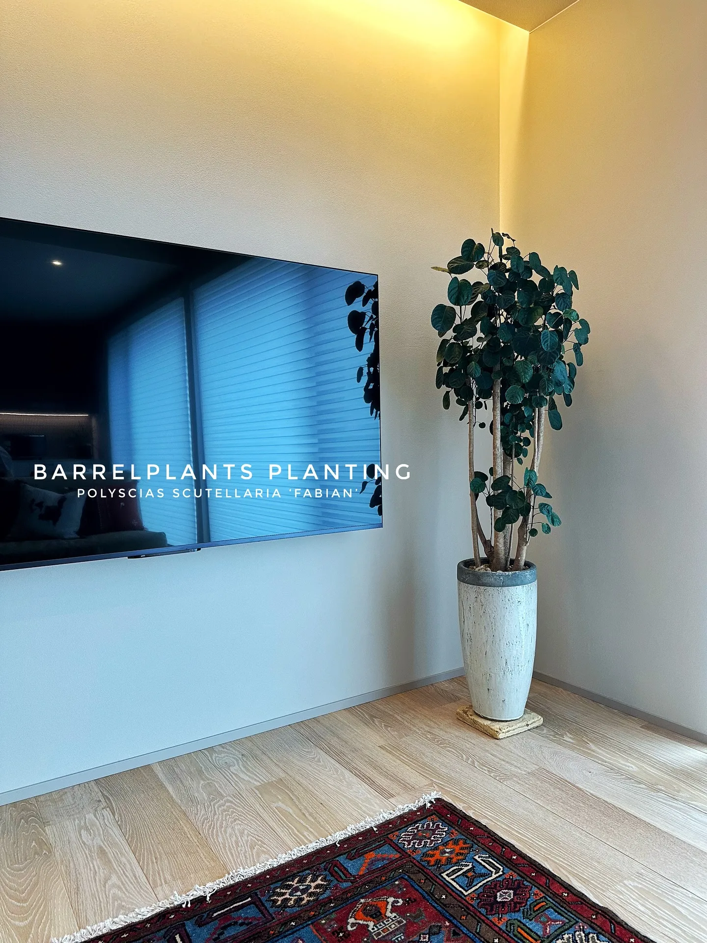 【植え込み完了！barrelplantsオススメの鉢植え達紹...
