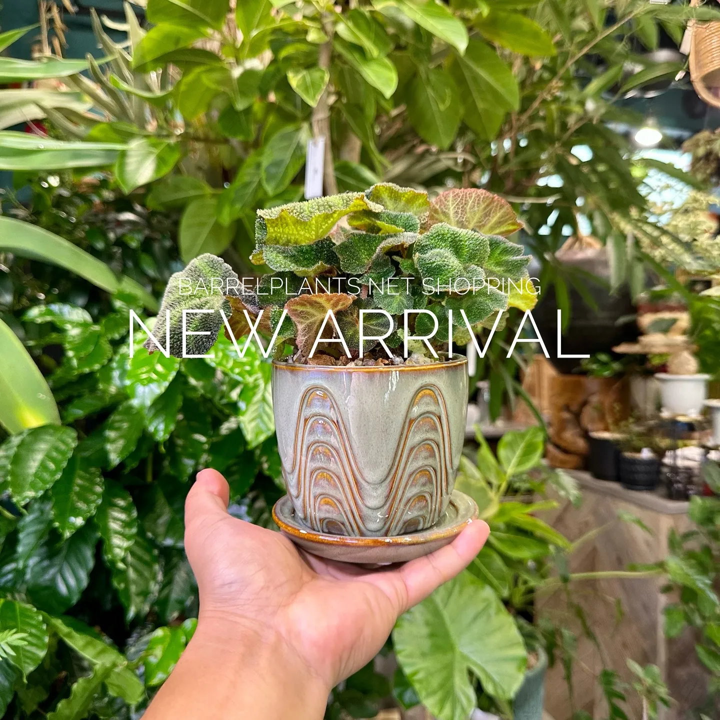 【植物専門店、barrelplantsのネットショップに商品...