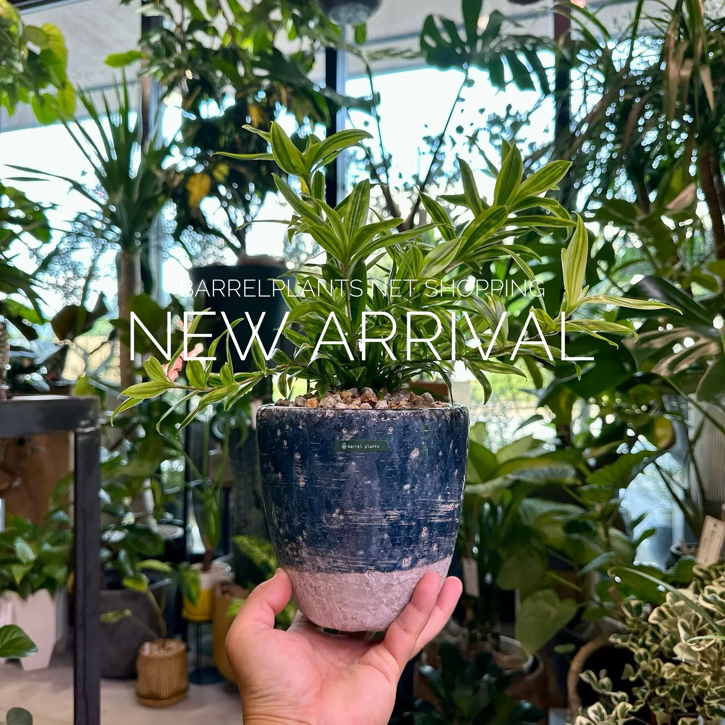 【植物専門店、barrelplantsのネットショップに商品...