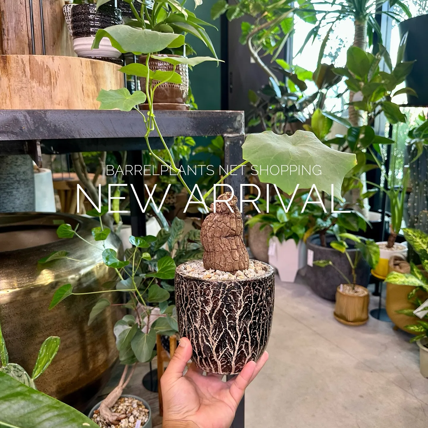 【植物専門店、barrelplantsのネットショップに商品...