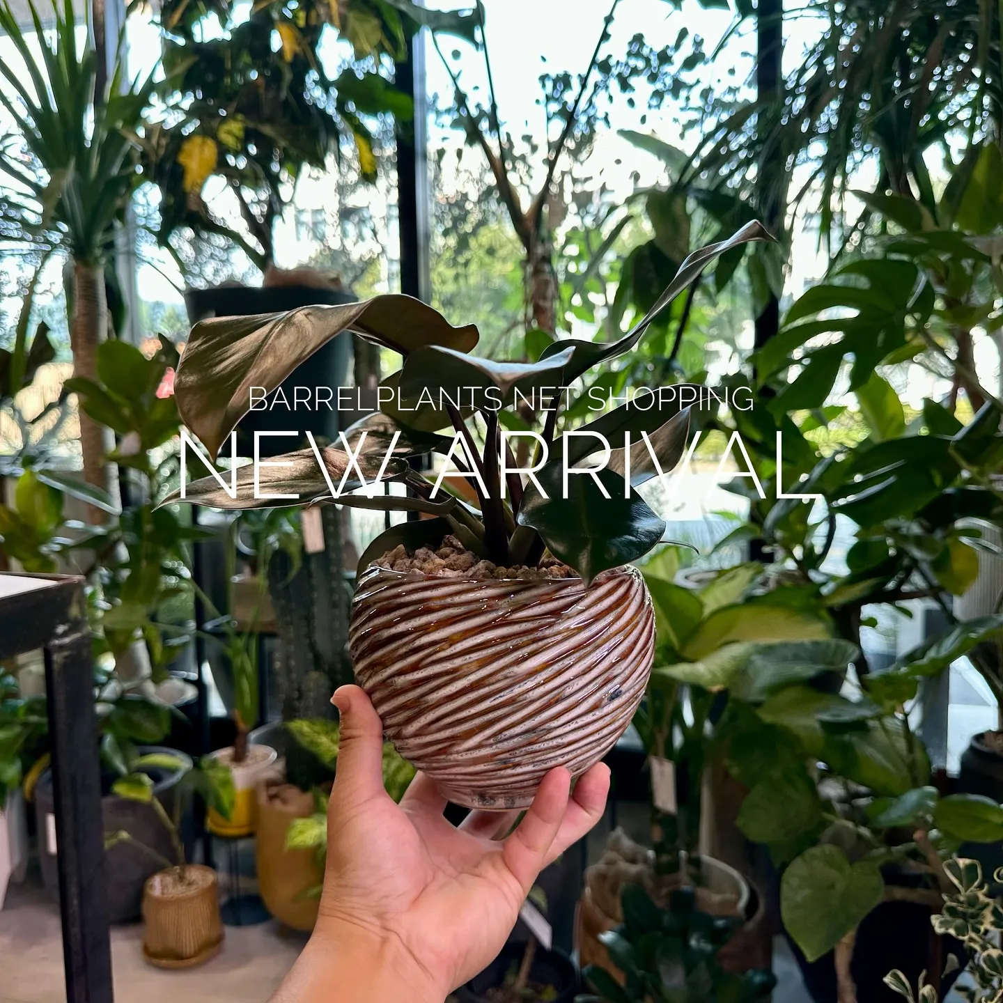 【植物専門店、barrelplantsのネットショップに商品...