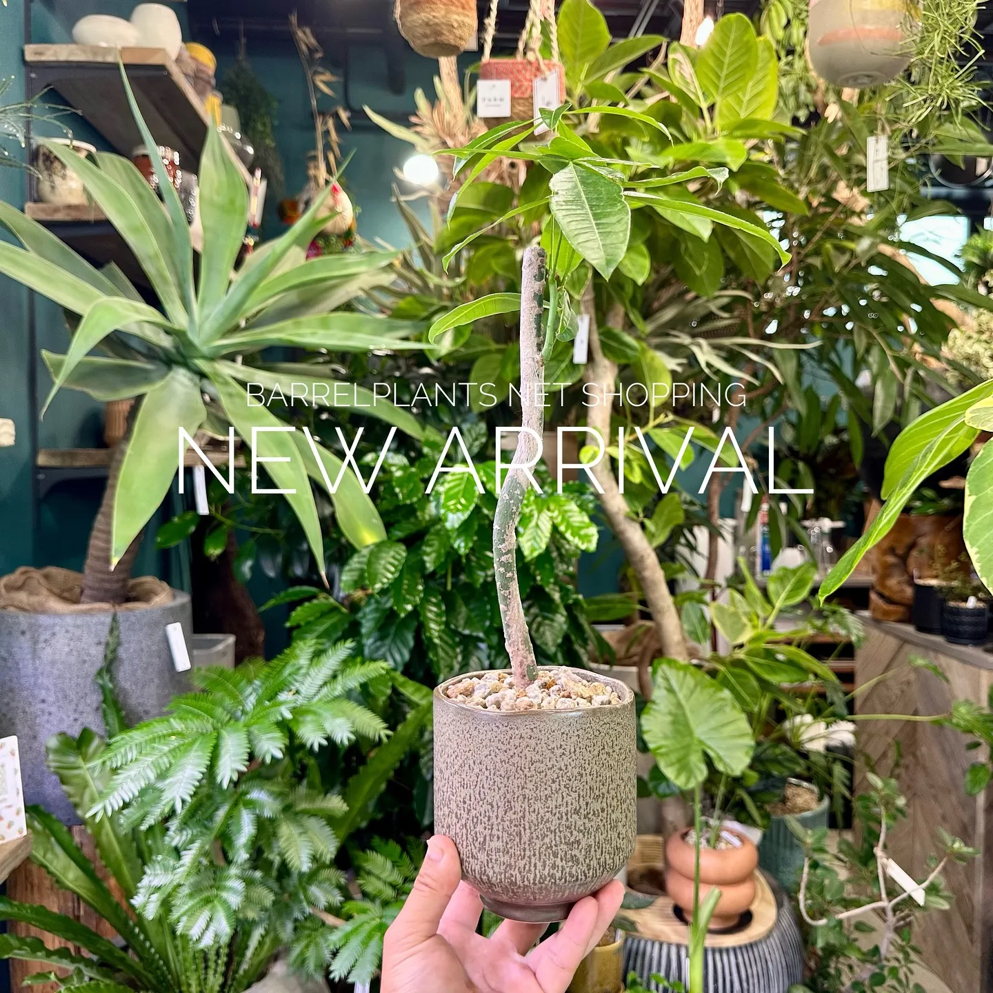 【植物専門店、barrelplantsのネットショップに商品...
