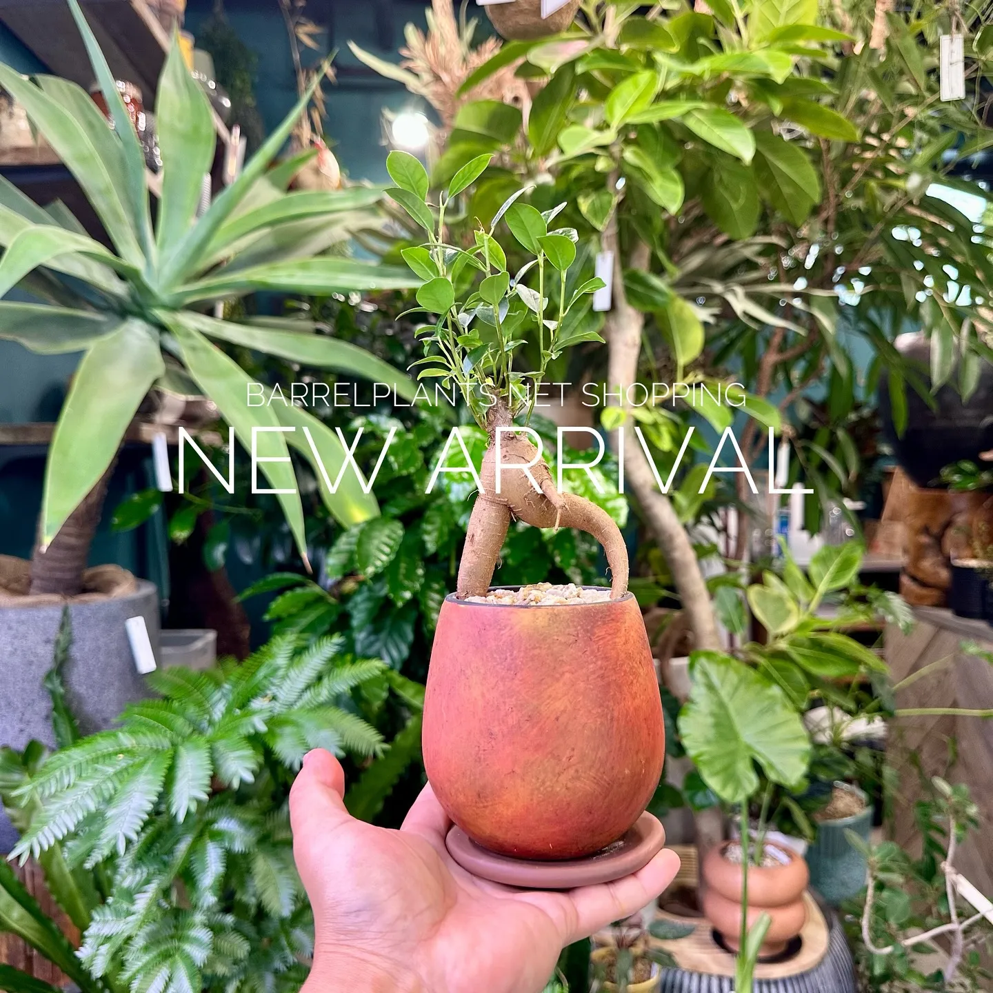 【植物専門店、barrelplantsのネットショップに商品...
