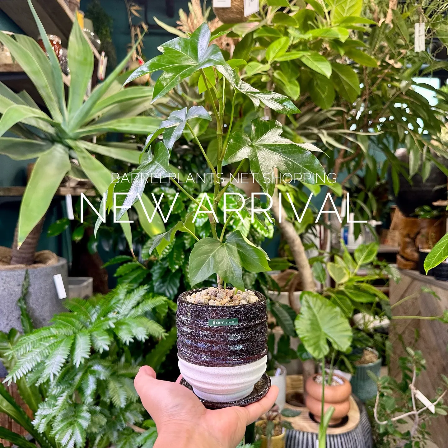 【植物専門店、barrelplantsのネットショップに商品...