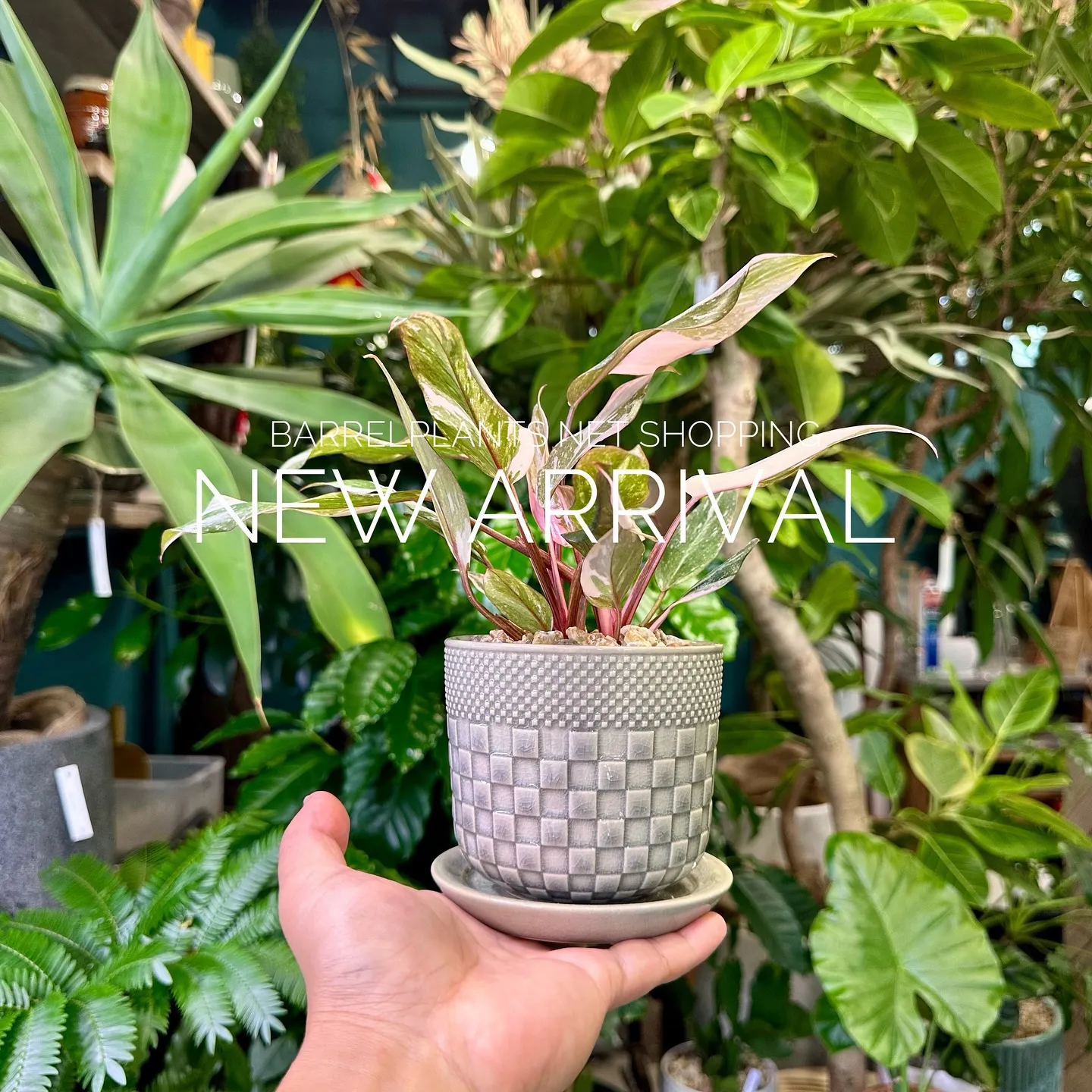 【植物専門店、barrelplantsのネットショップに商品...