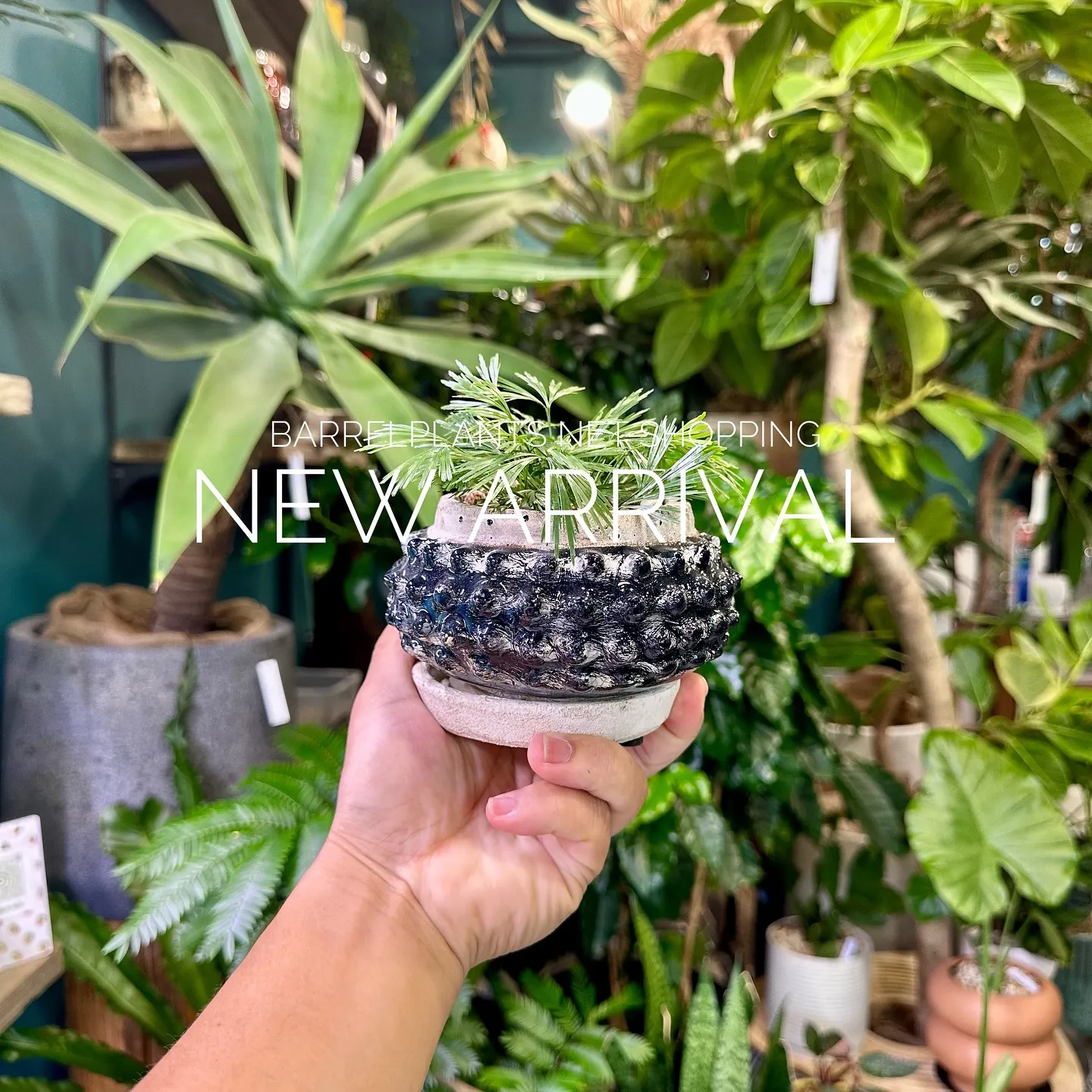 【植物専門店、barrelplantsのネットショップに商品...