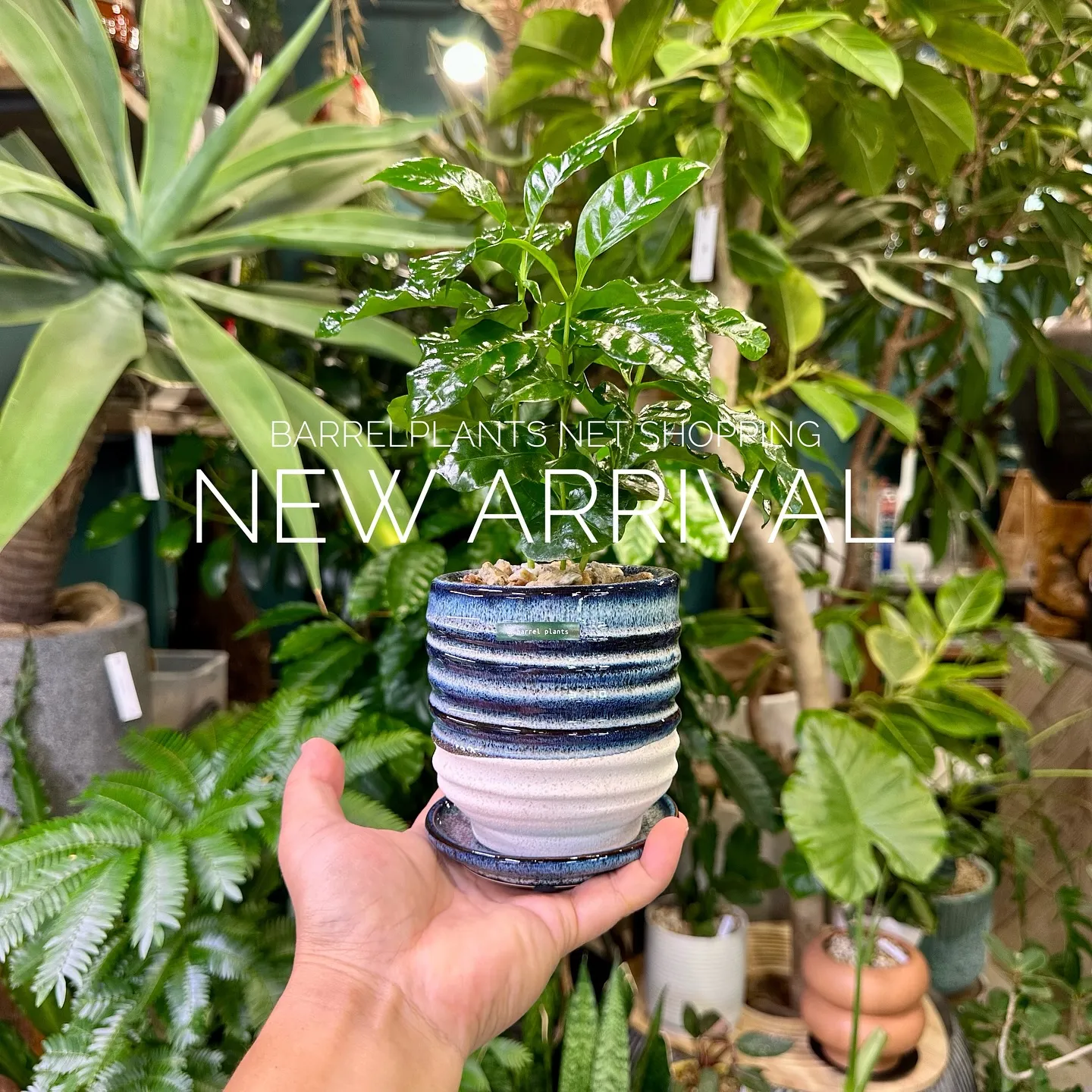 【植物専門店、barrelplantsのネットショップに商品...