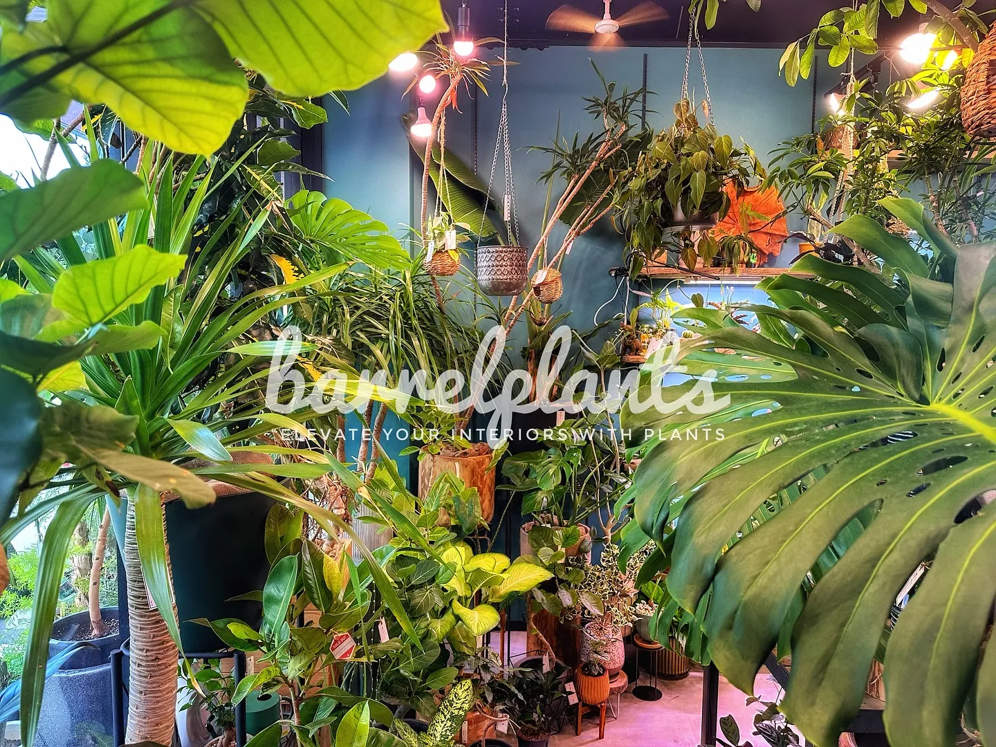 【こだわりの植物とこだわりの鉢のお店、植物専門店barrel...