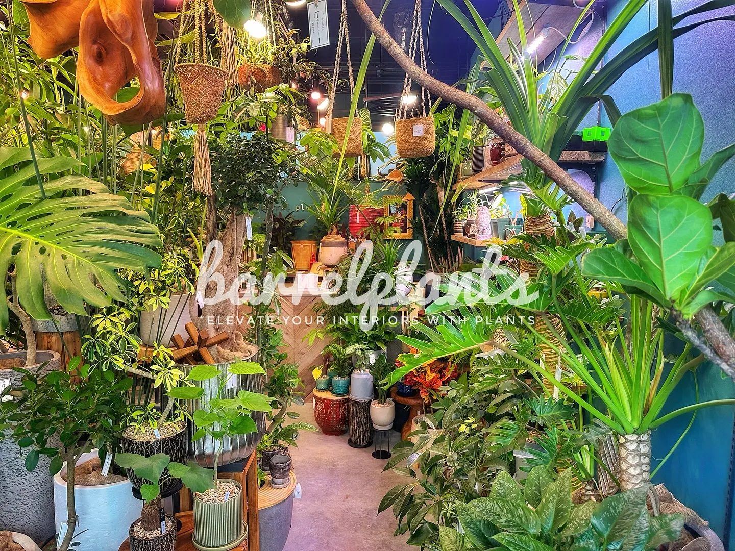 【こだわりの植物とこだわりの鉢のお店、植物専門店barrel...