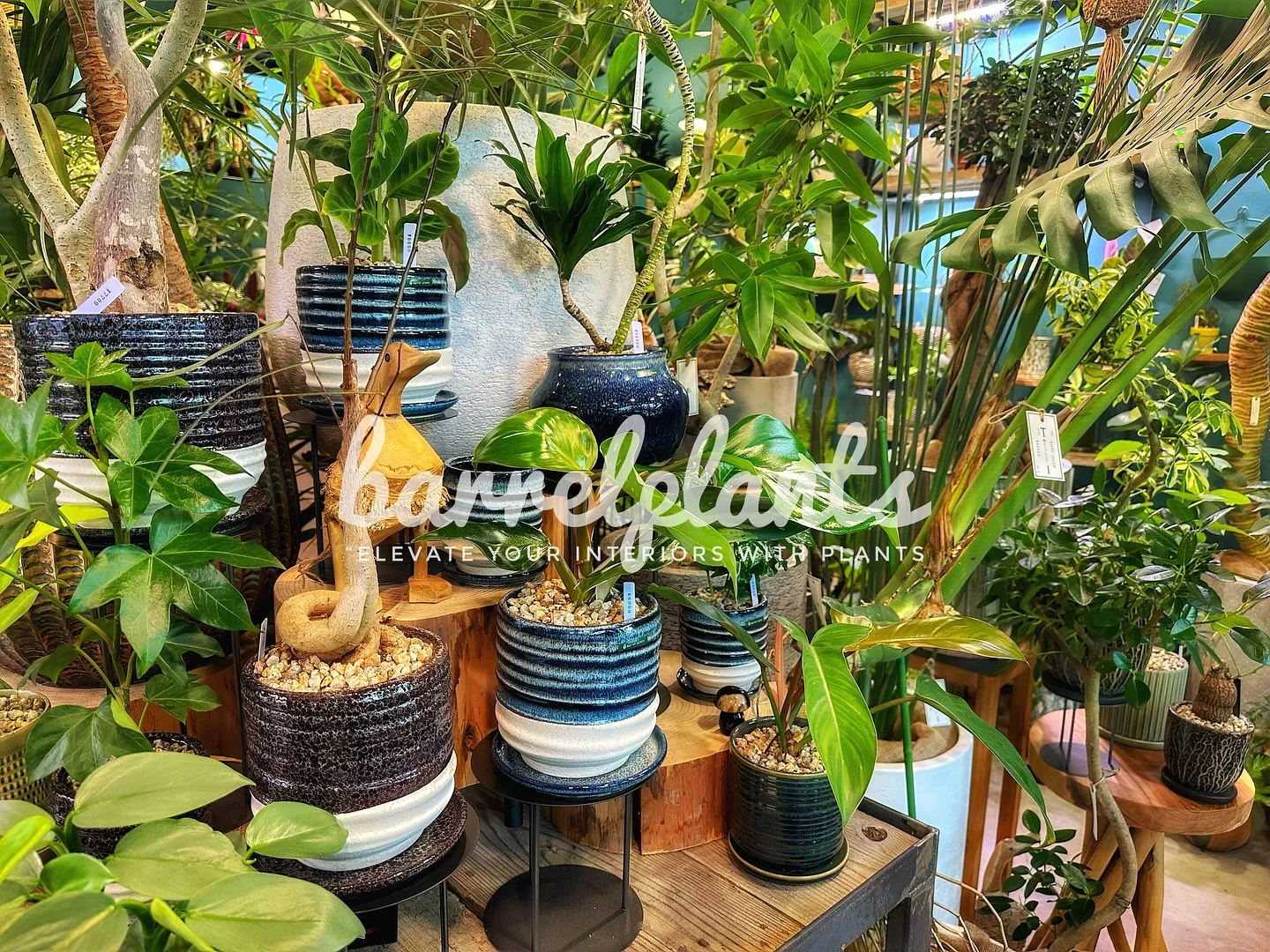 【こだわりの植物とこだわりの鉢のお店、植物専門店barrel...