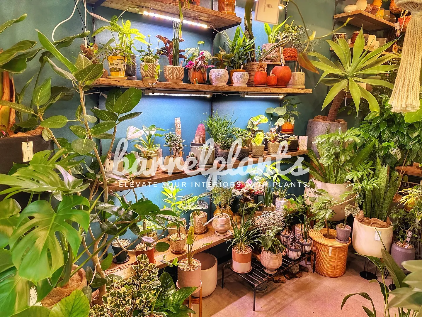 【こだわりの植物とこだわりの鉢のお店、植物専門店barrel...