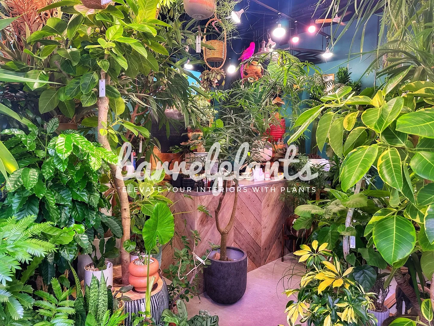 【こだわりの植物とこだわりの鉢のお店、植物専門店barrel...
