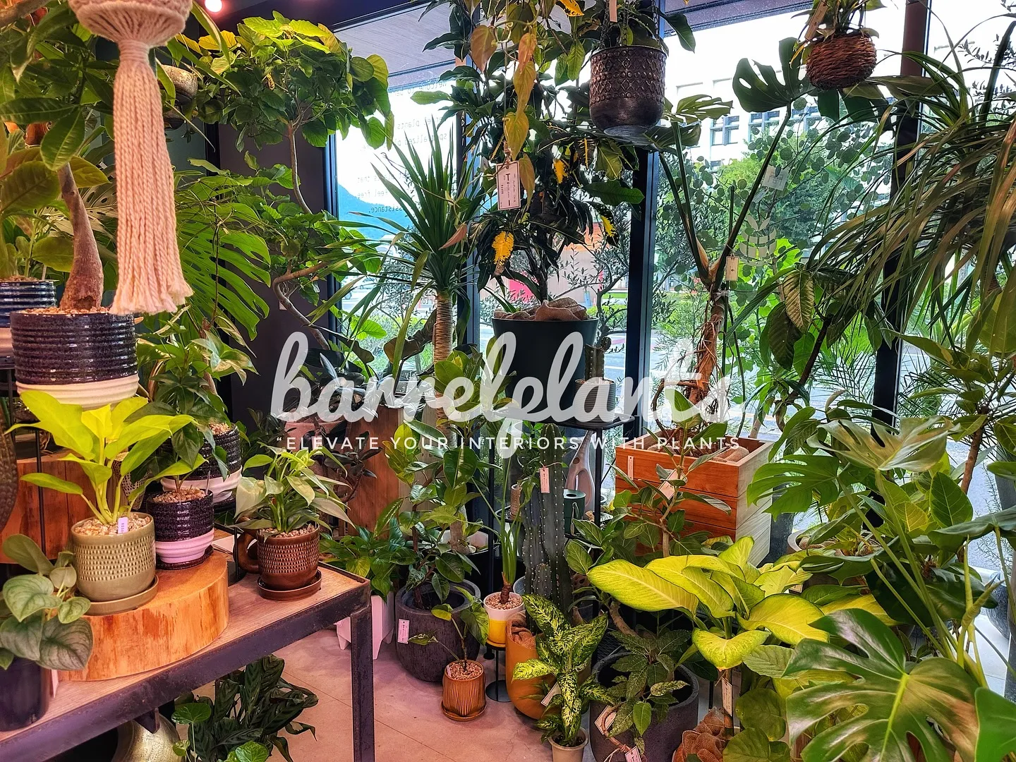 【こだわりの植物とこだわりの鉢のお店、植物専門店barrel...