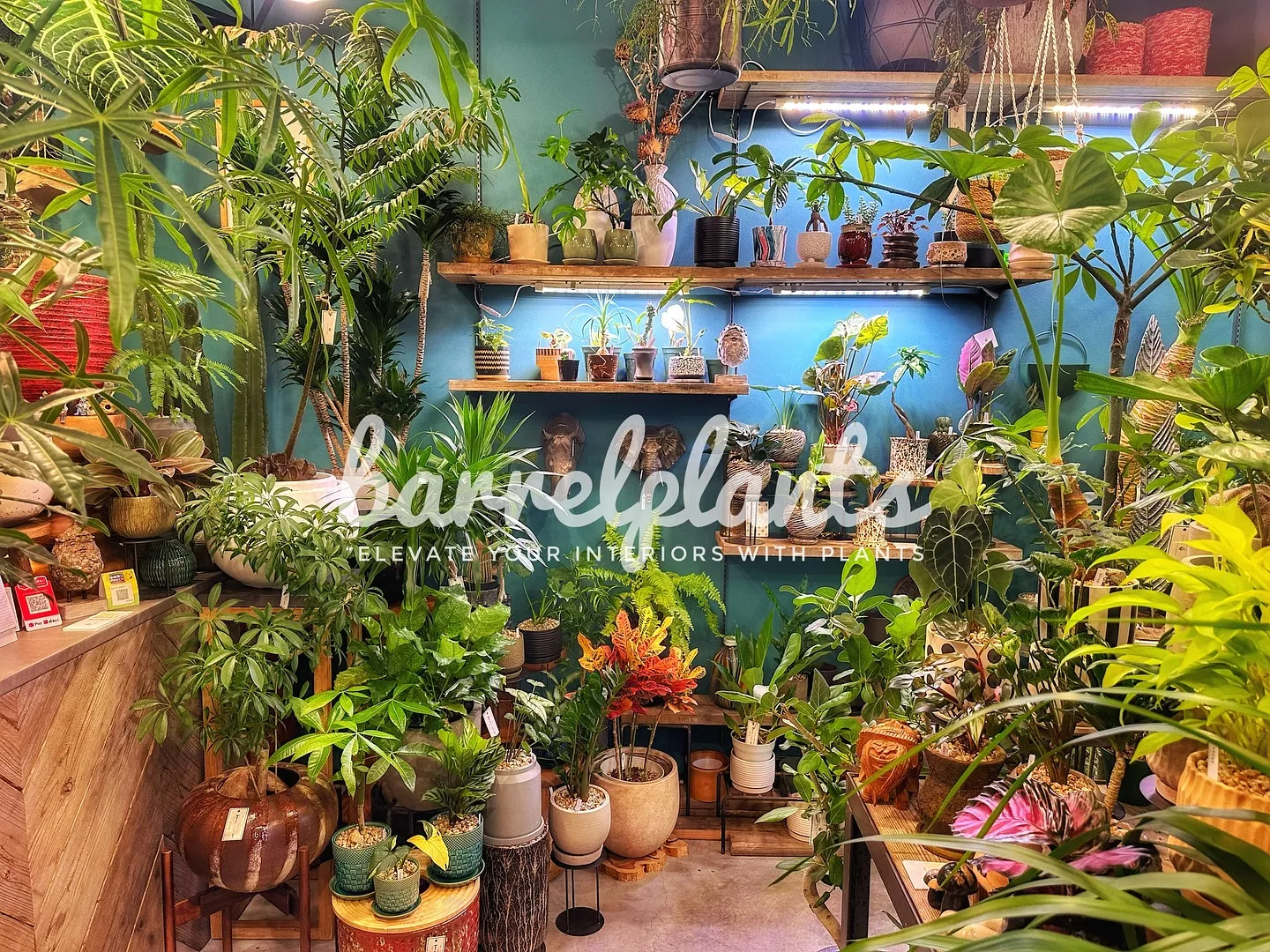 【こだわりの植物とこだわりの鉢のお店、植物専門店barrel...