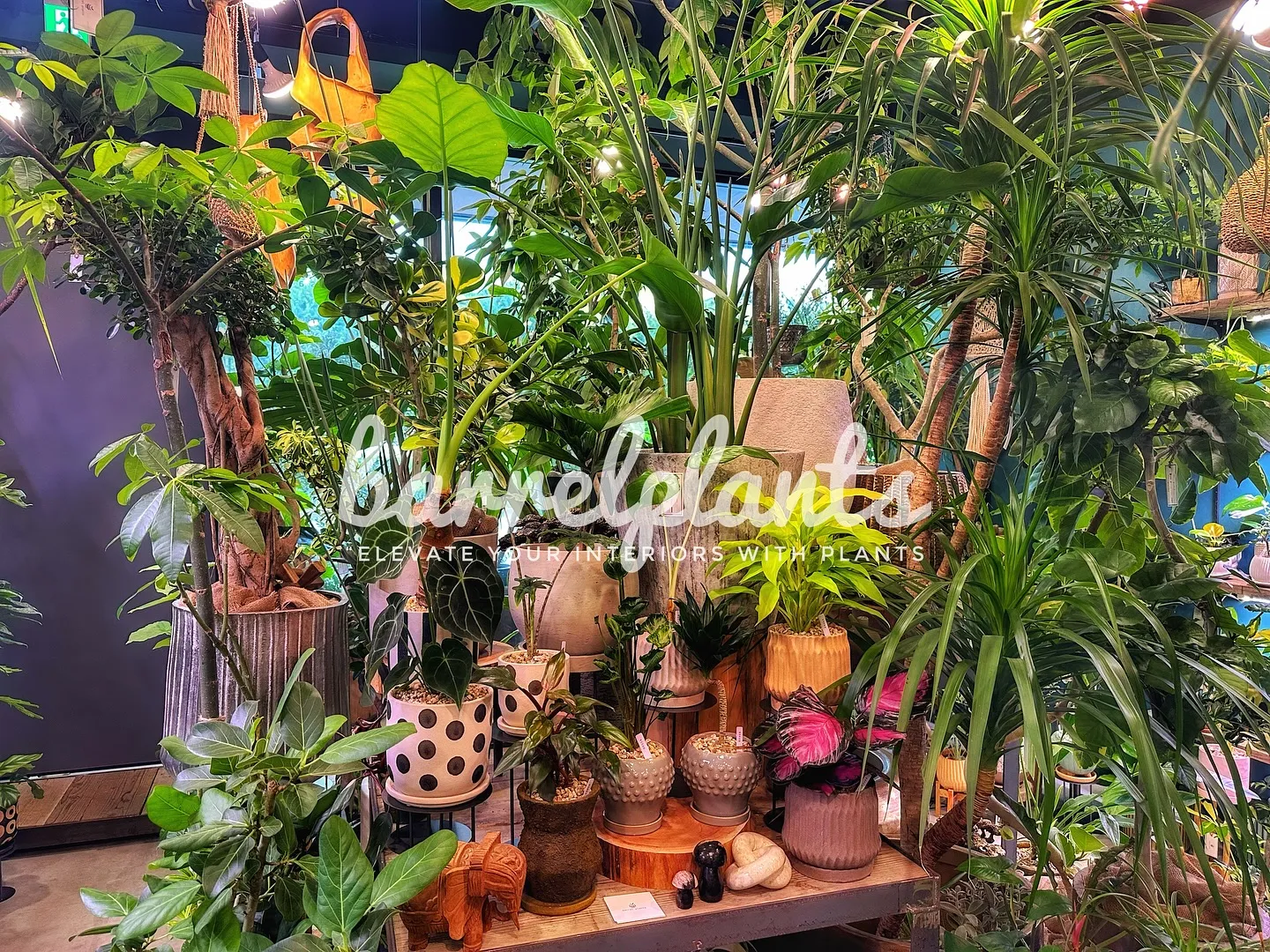 【こだわりの植物とこだわりの鉢のお店、植物専門店barrel...